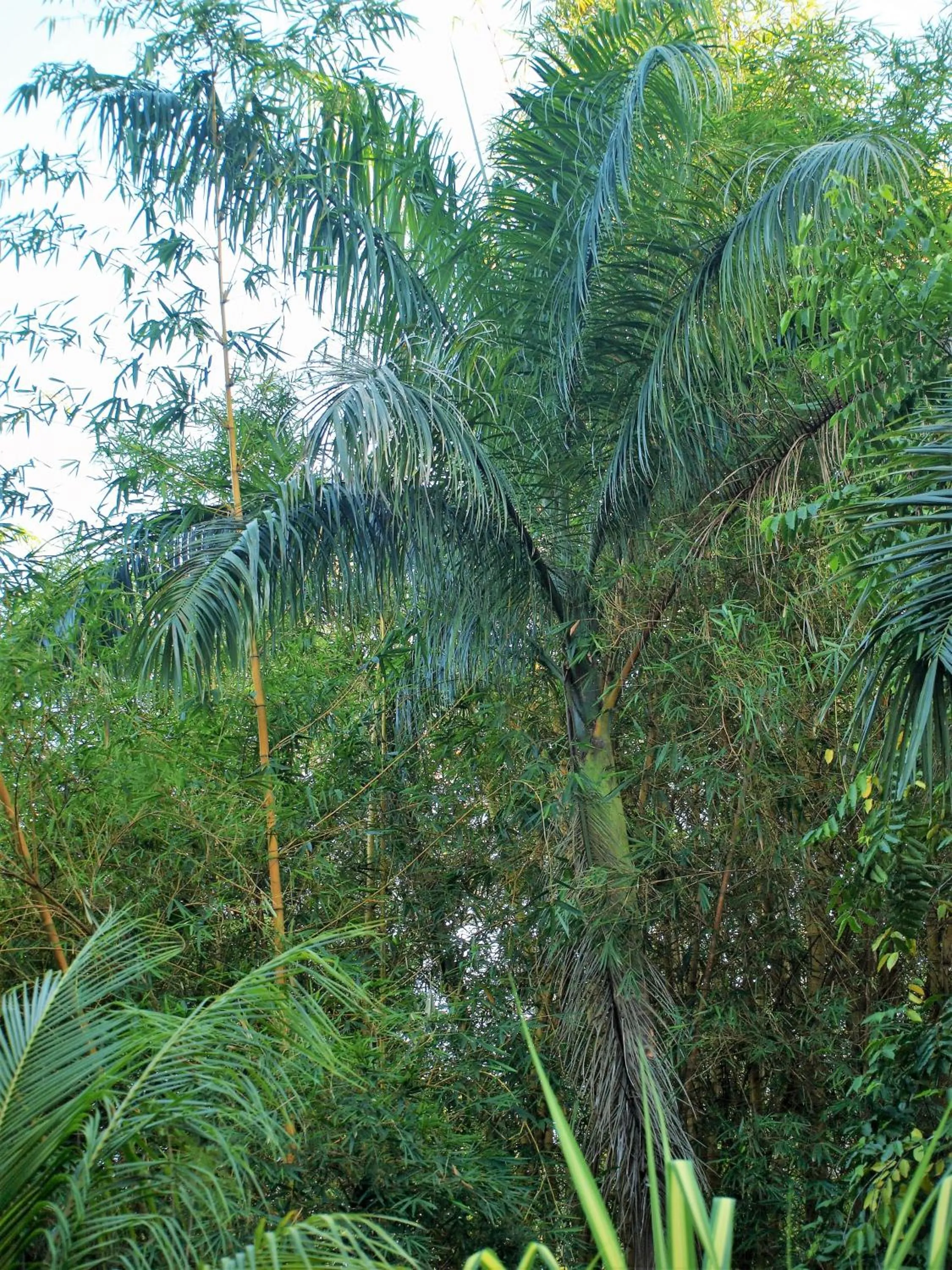 Garden in Lodge Margouillat