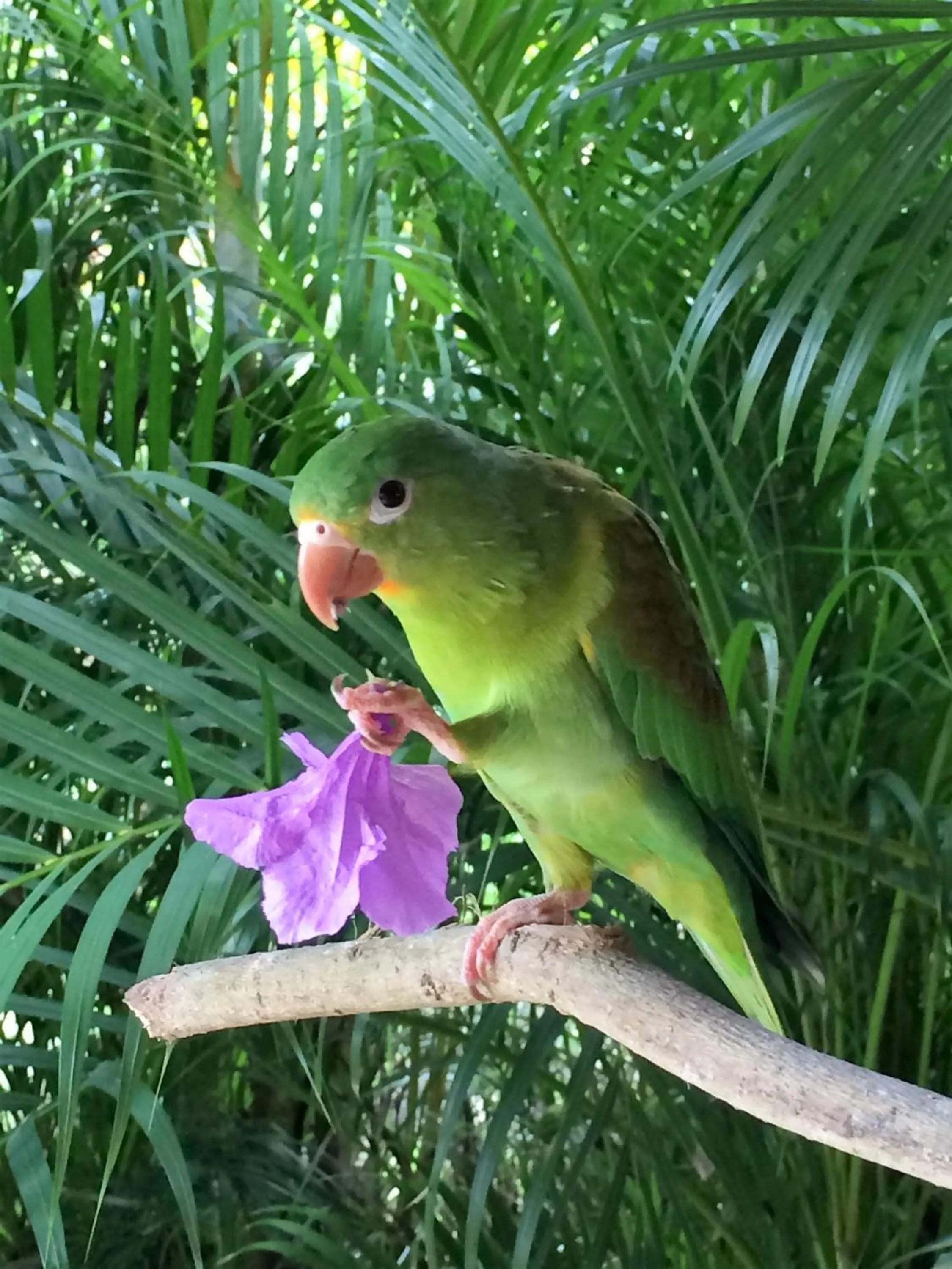 Animals in Lodge Margouillat