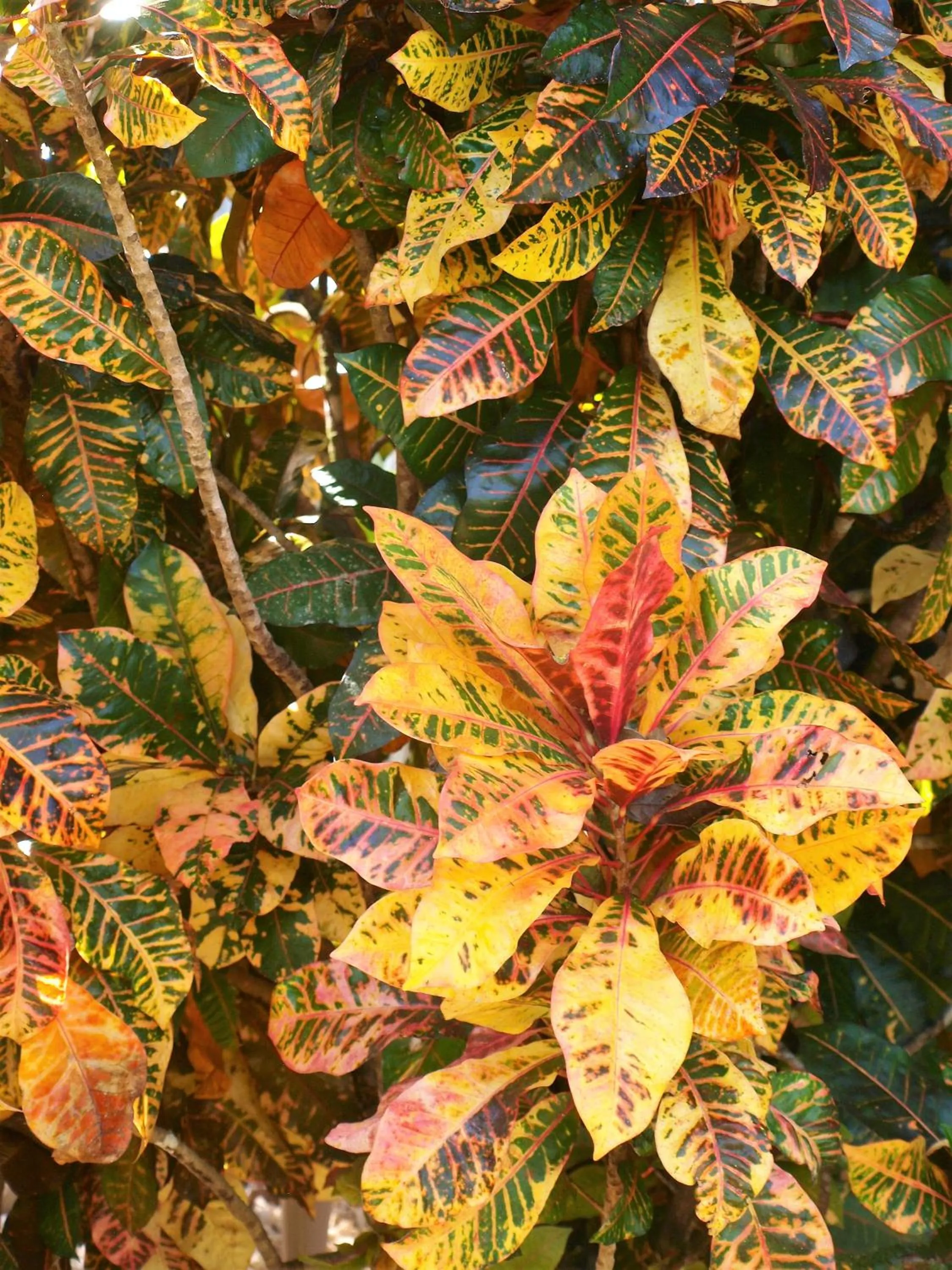 Garden in Lodge Margouillat