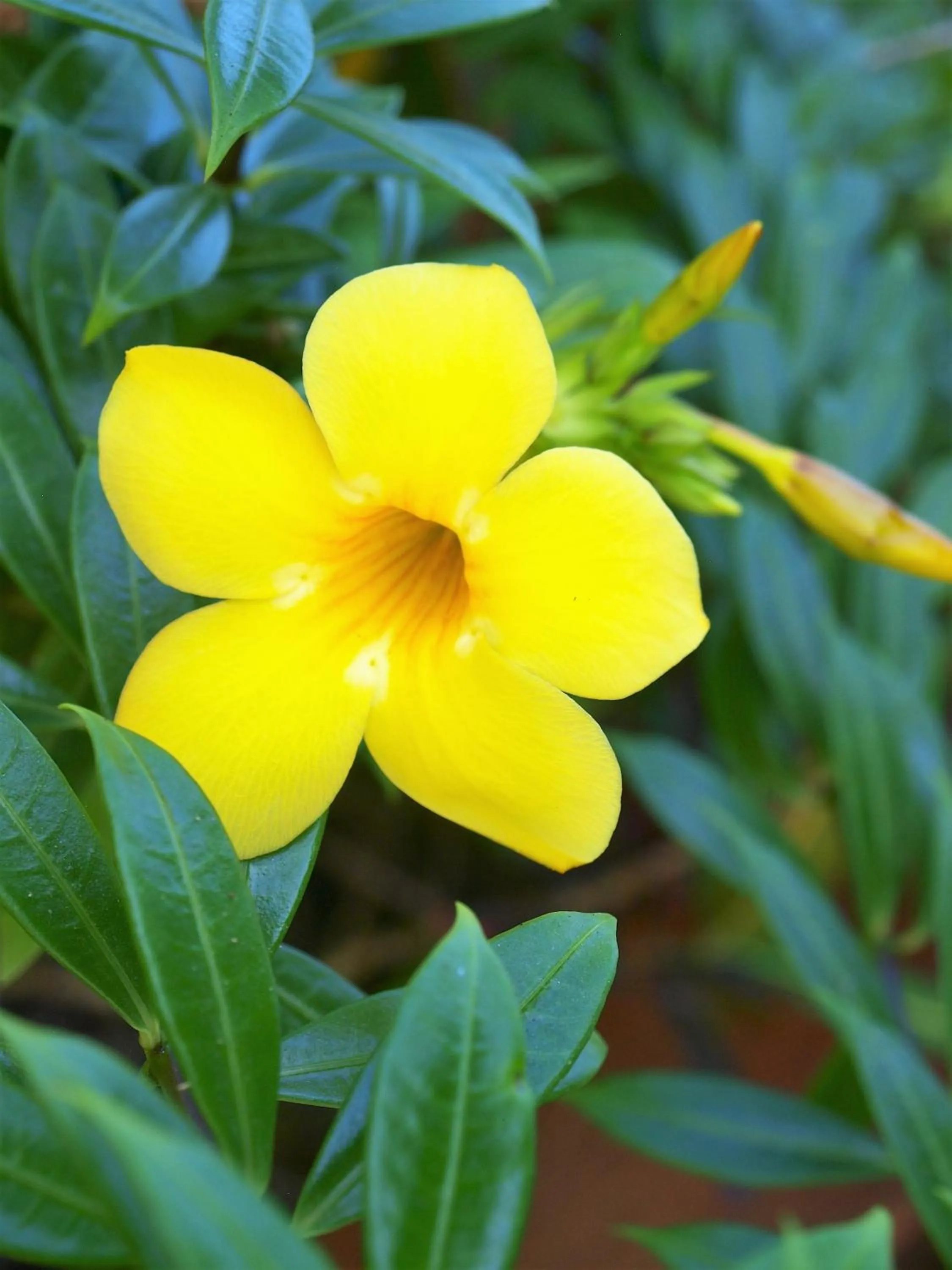 Garden in Lodge Margouillat