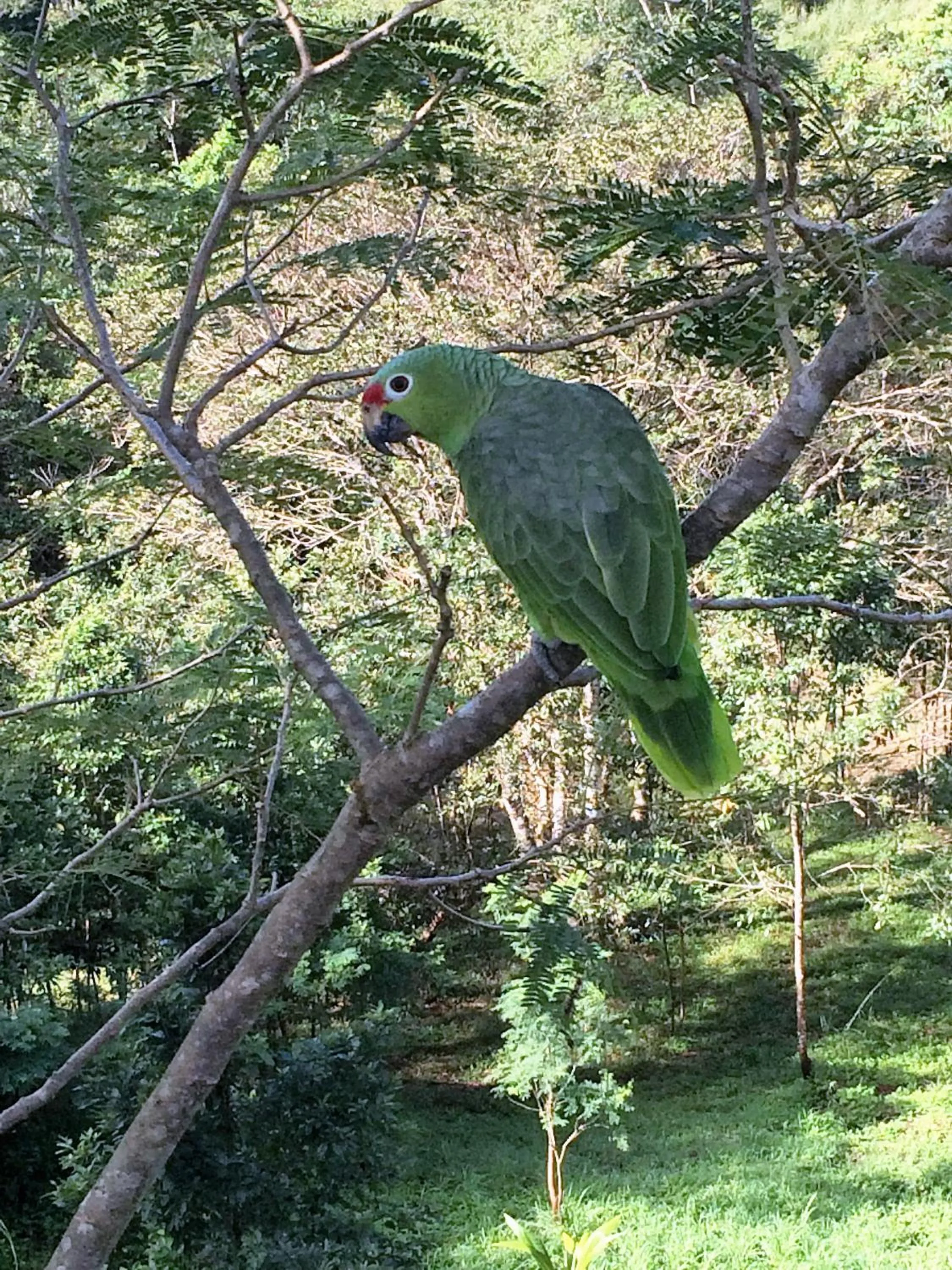 Animals in Lodge Margouillat