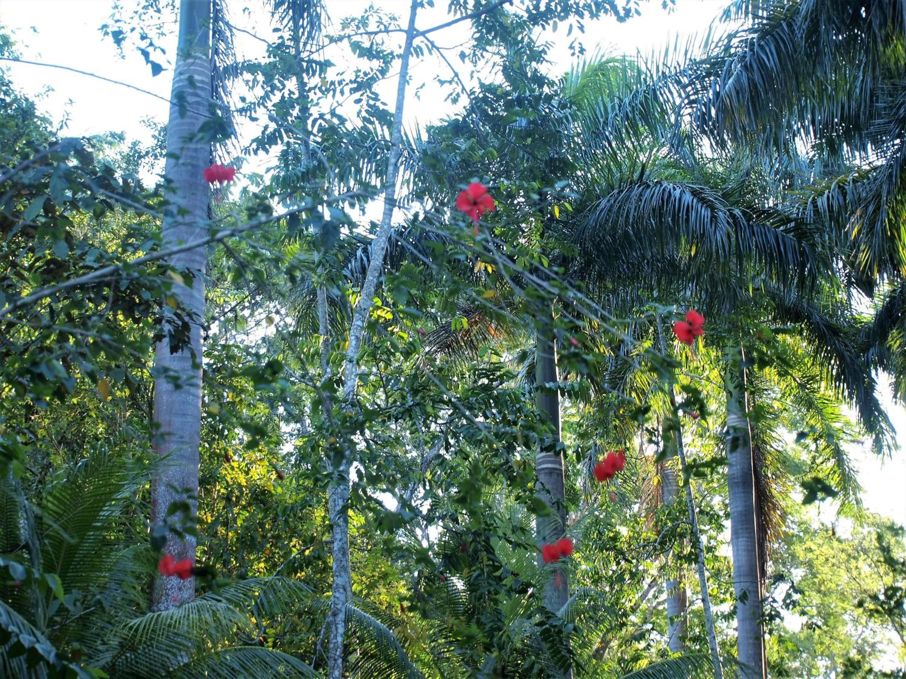Garden in Lodge Margouillat