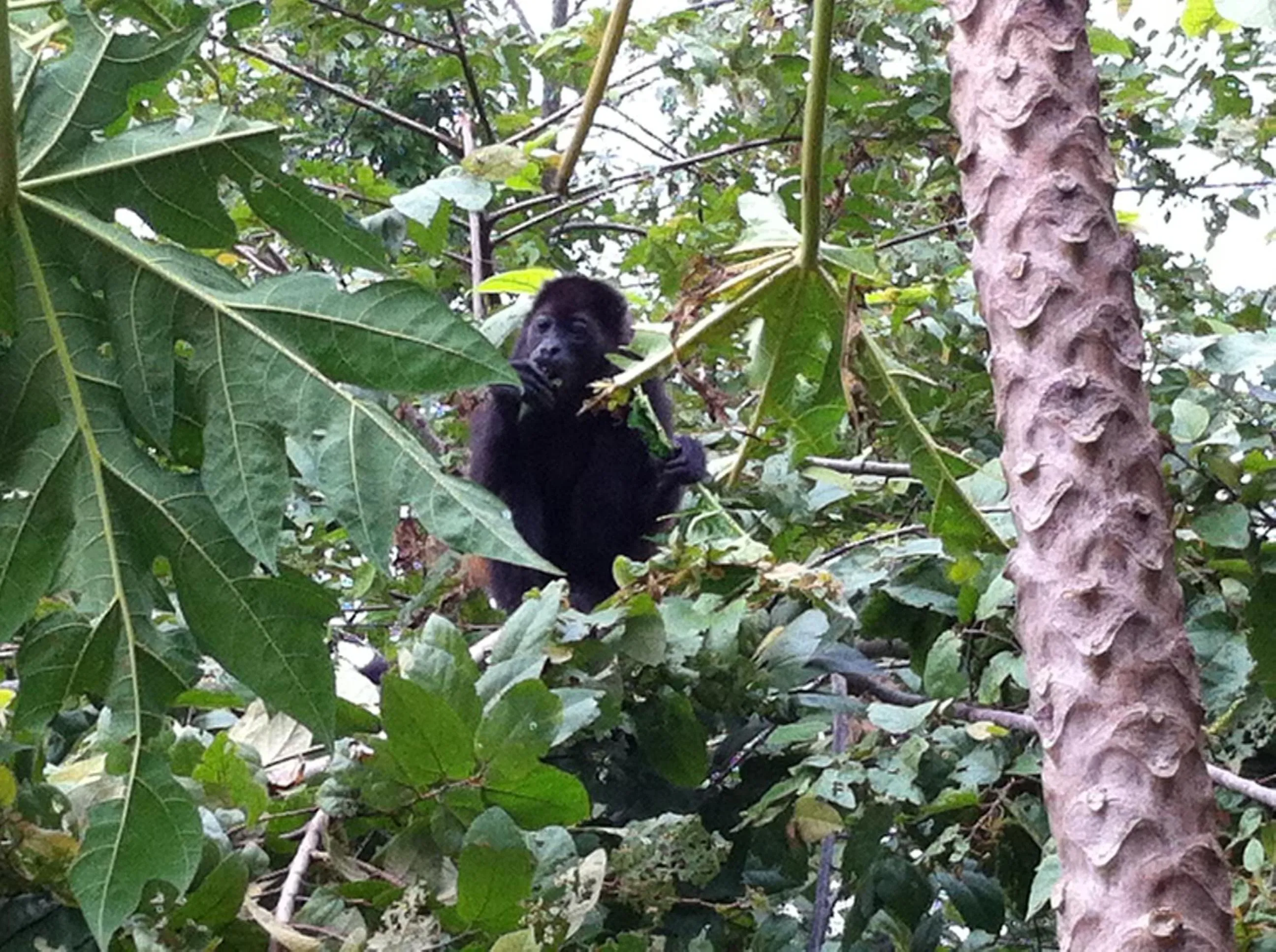 Animals in Lodge Margouillat