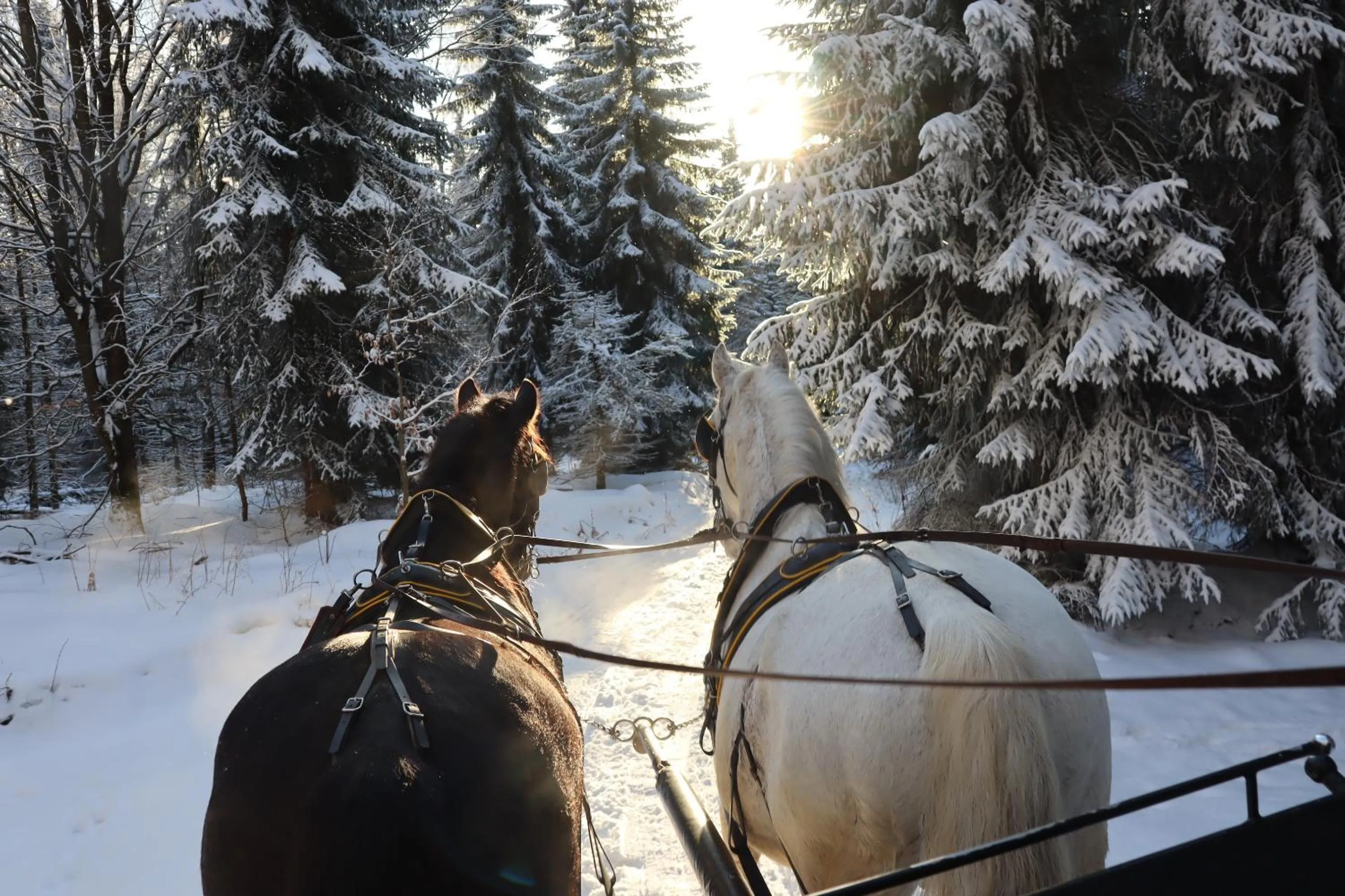 Entertainment in Waldgasthof Bad Einsiedel
