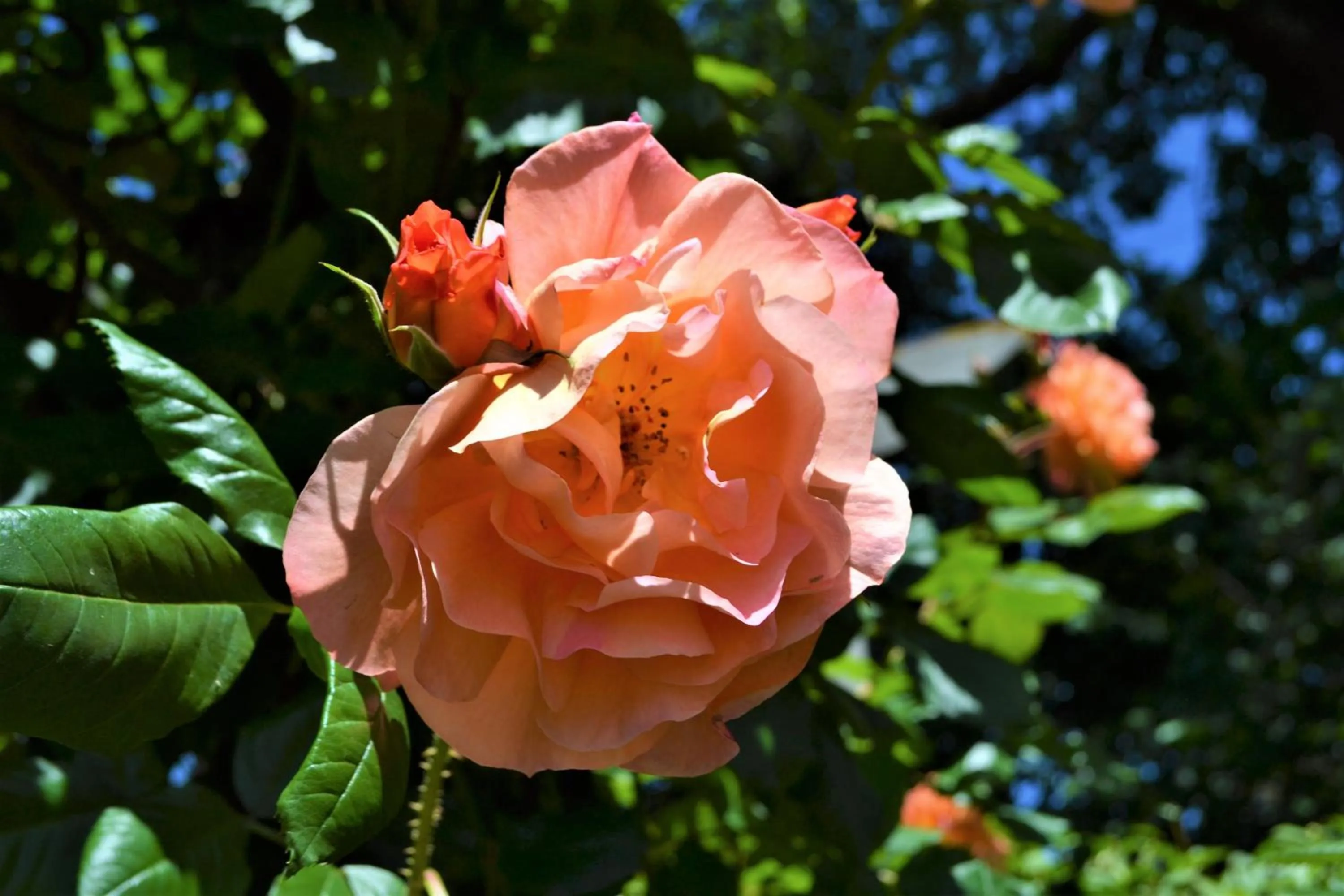 Bindley House B&B Cottage