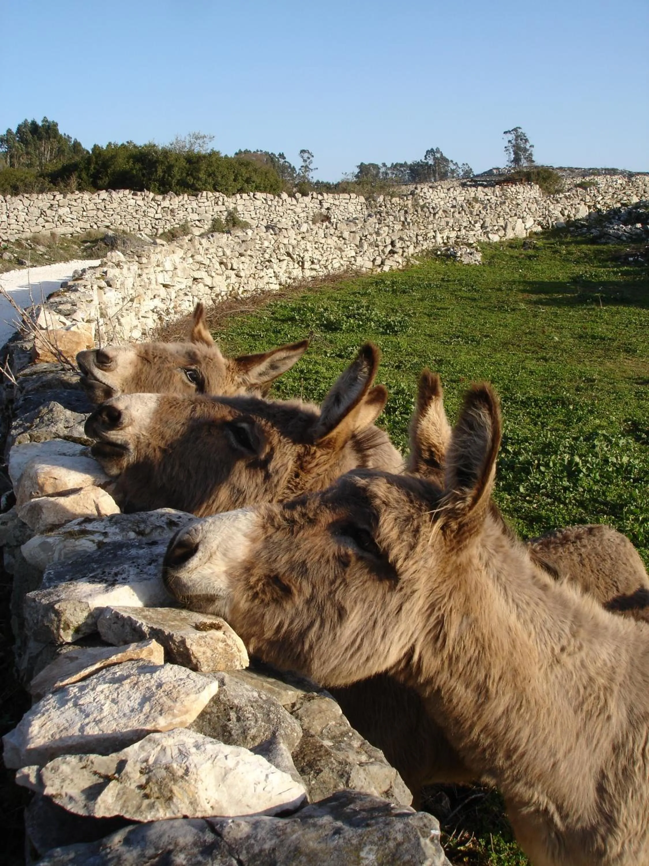 The Nest by Cooking and Nature