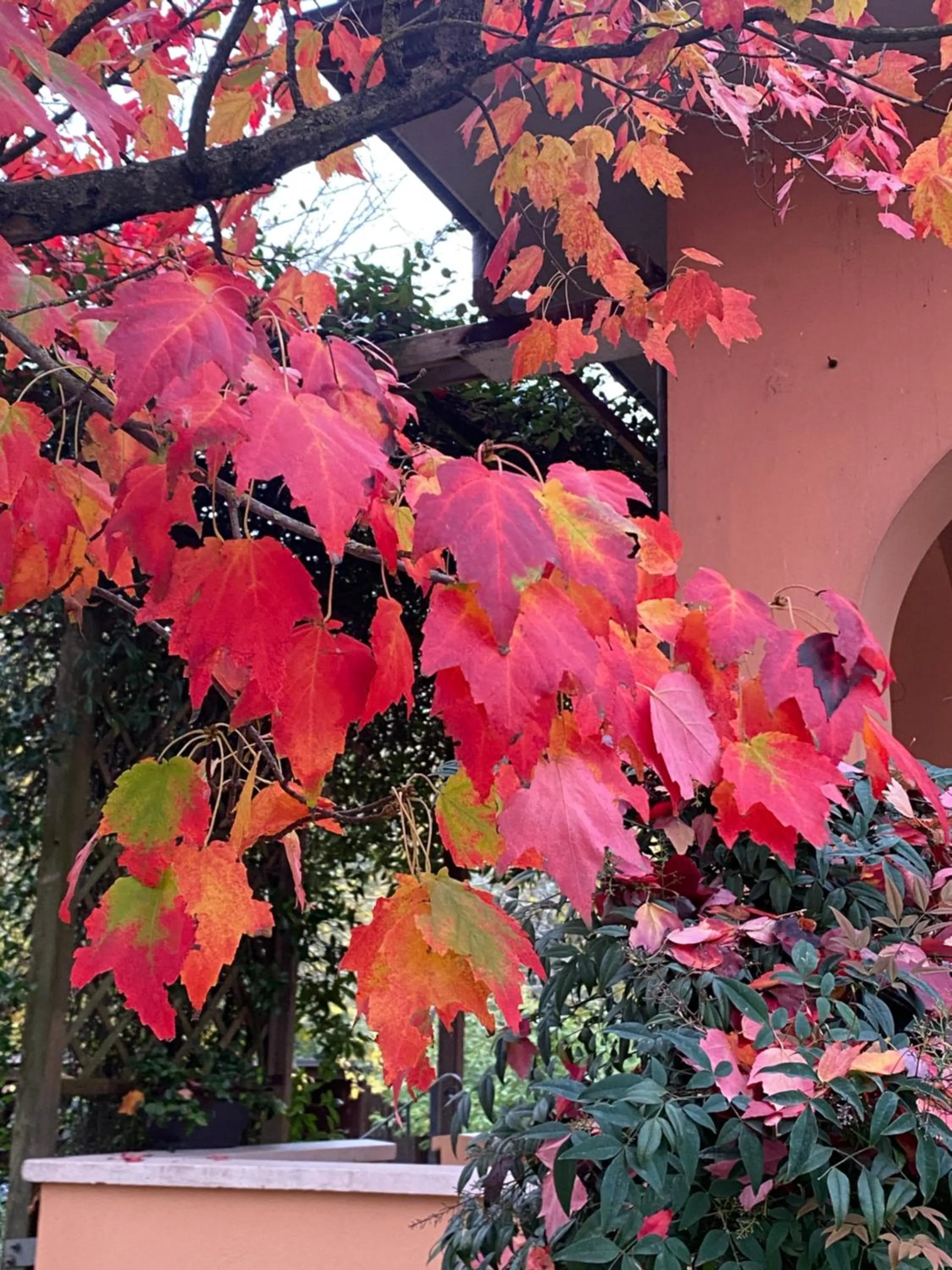 Garden in B&B Mo Va Là