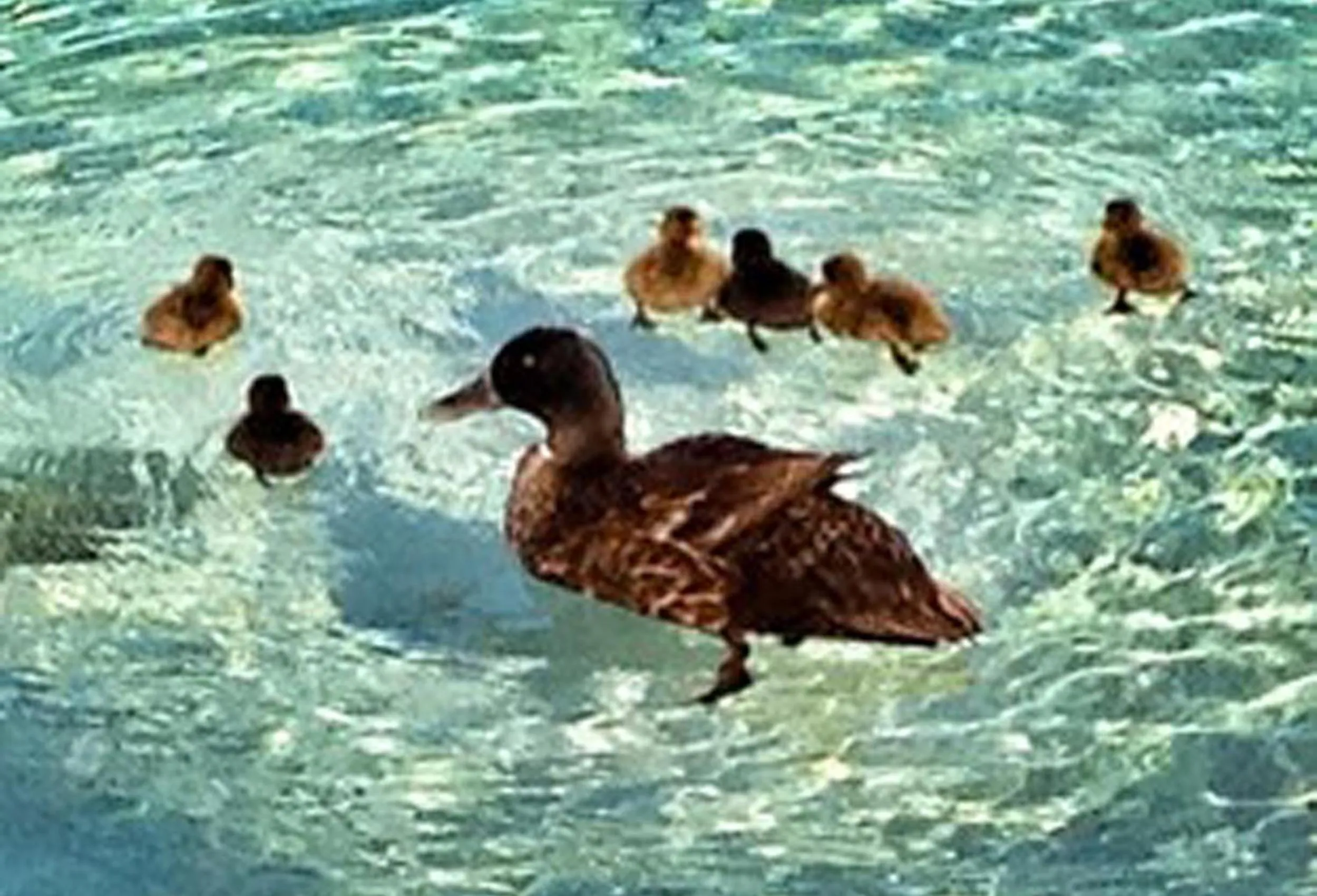 Other in Hotel Playa Santandria Adults Only