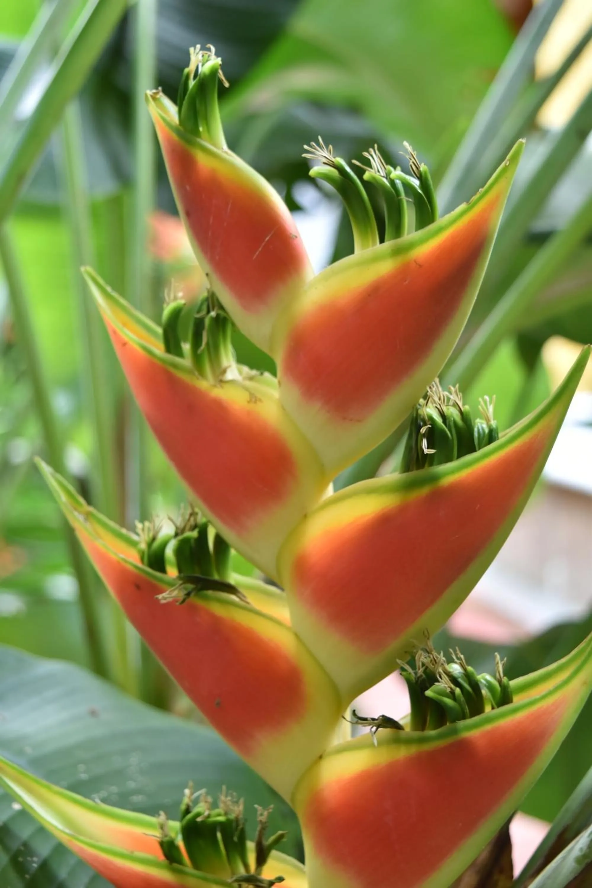 Animals in Eco Hostal Kuima