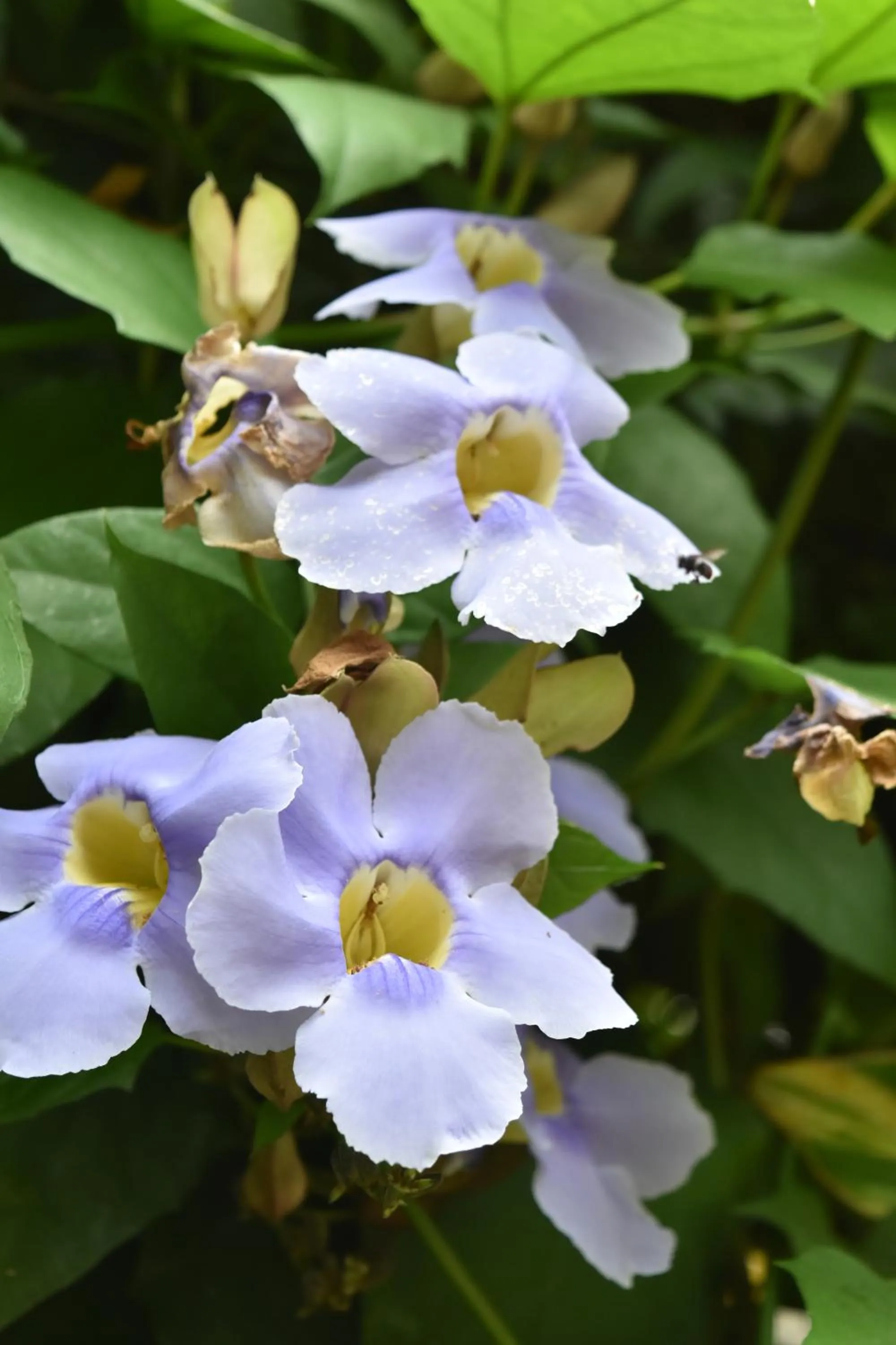 Animals in Eco Hostal Kuima