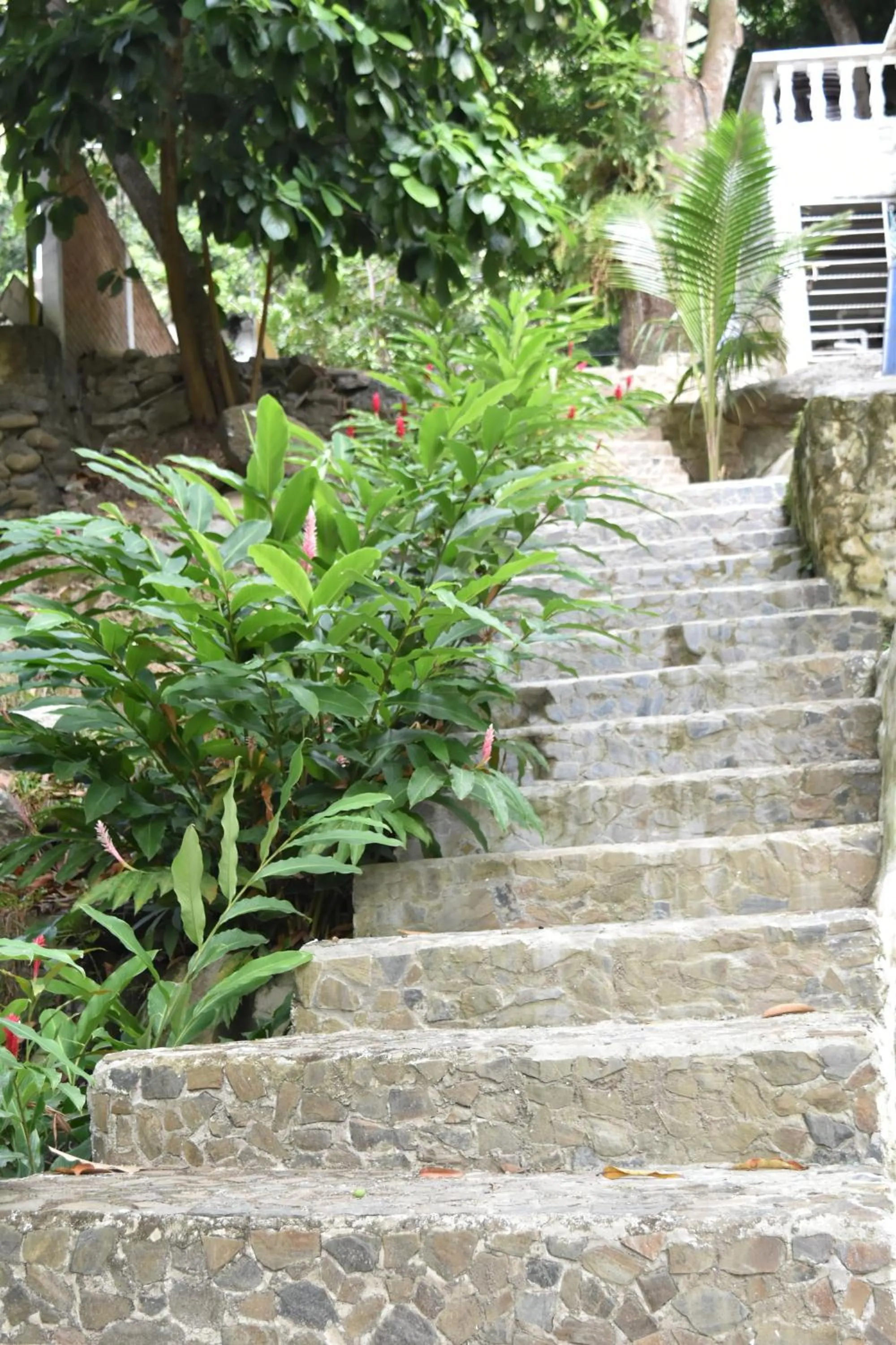 Garden in Eco Hostal Kuima