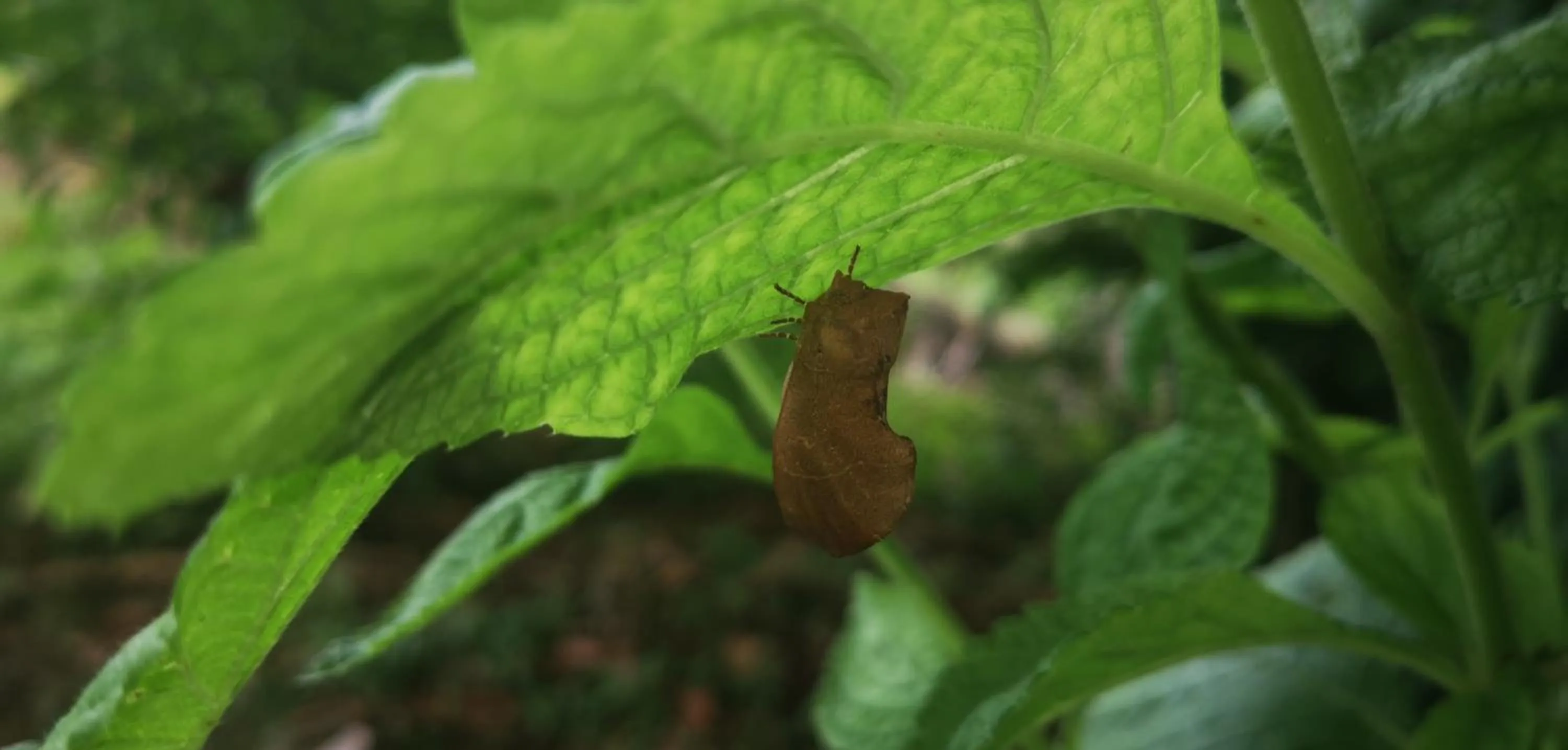 Garden in Hotel Campestre Arenal