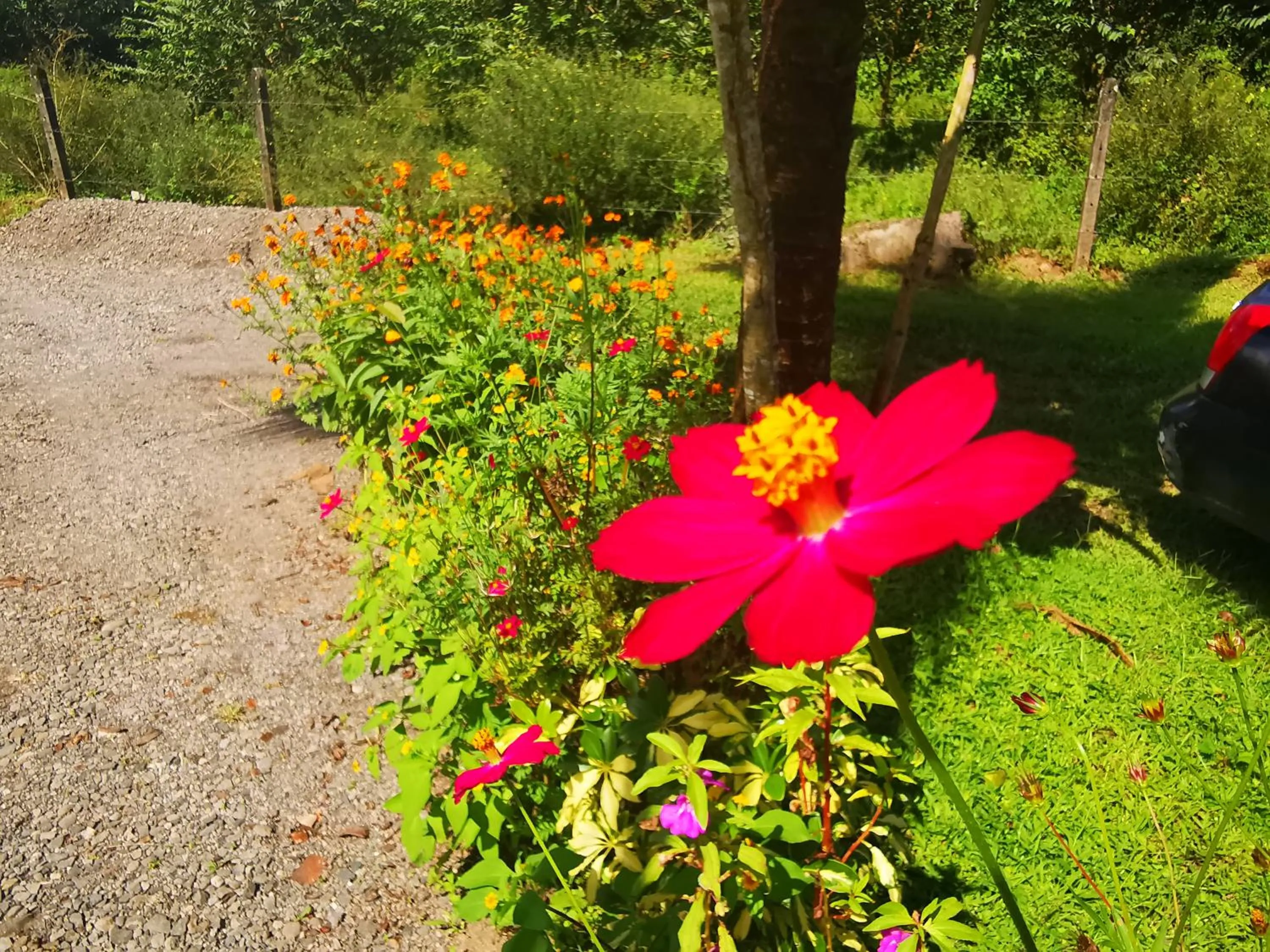 Garden in Hotel Campestre Arenal