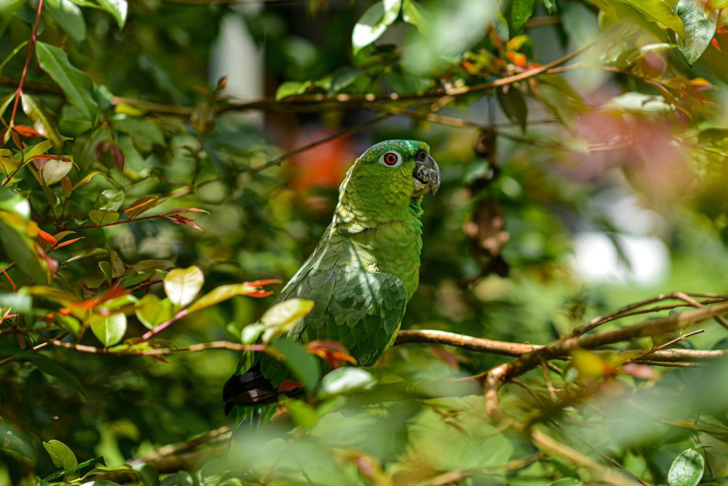 Property building in Hotel Campestre Arenal