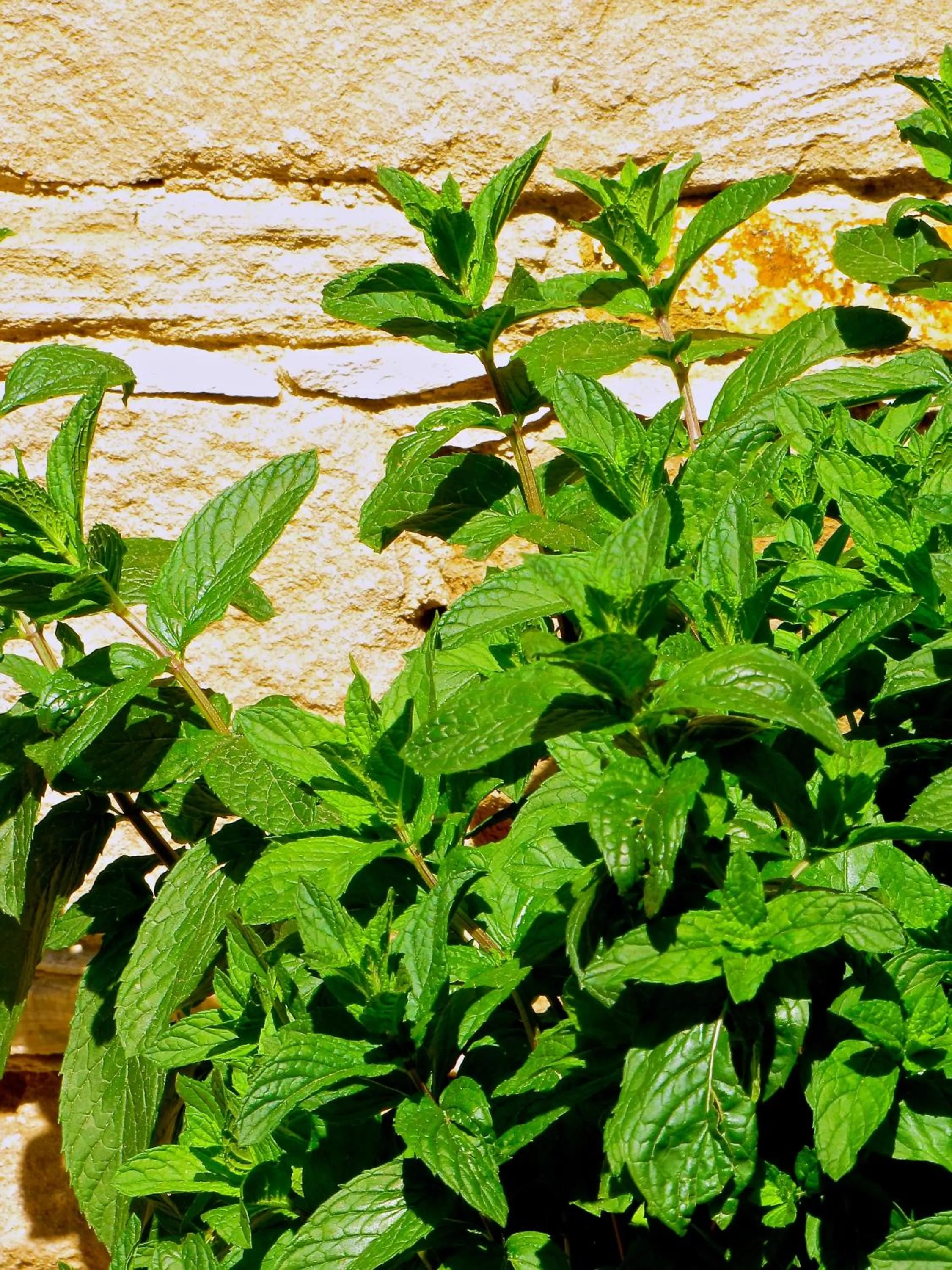 Saint Antonio Maroni