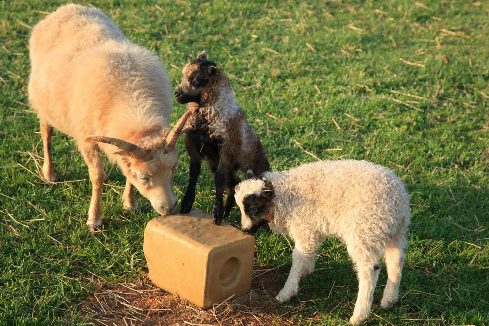 Animals in Goodstone Inn & Restaurant