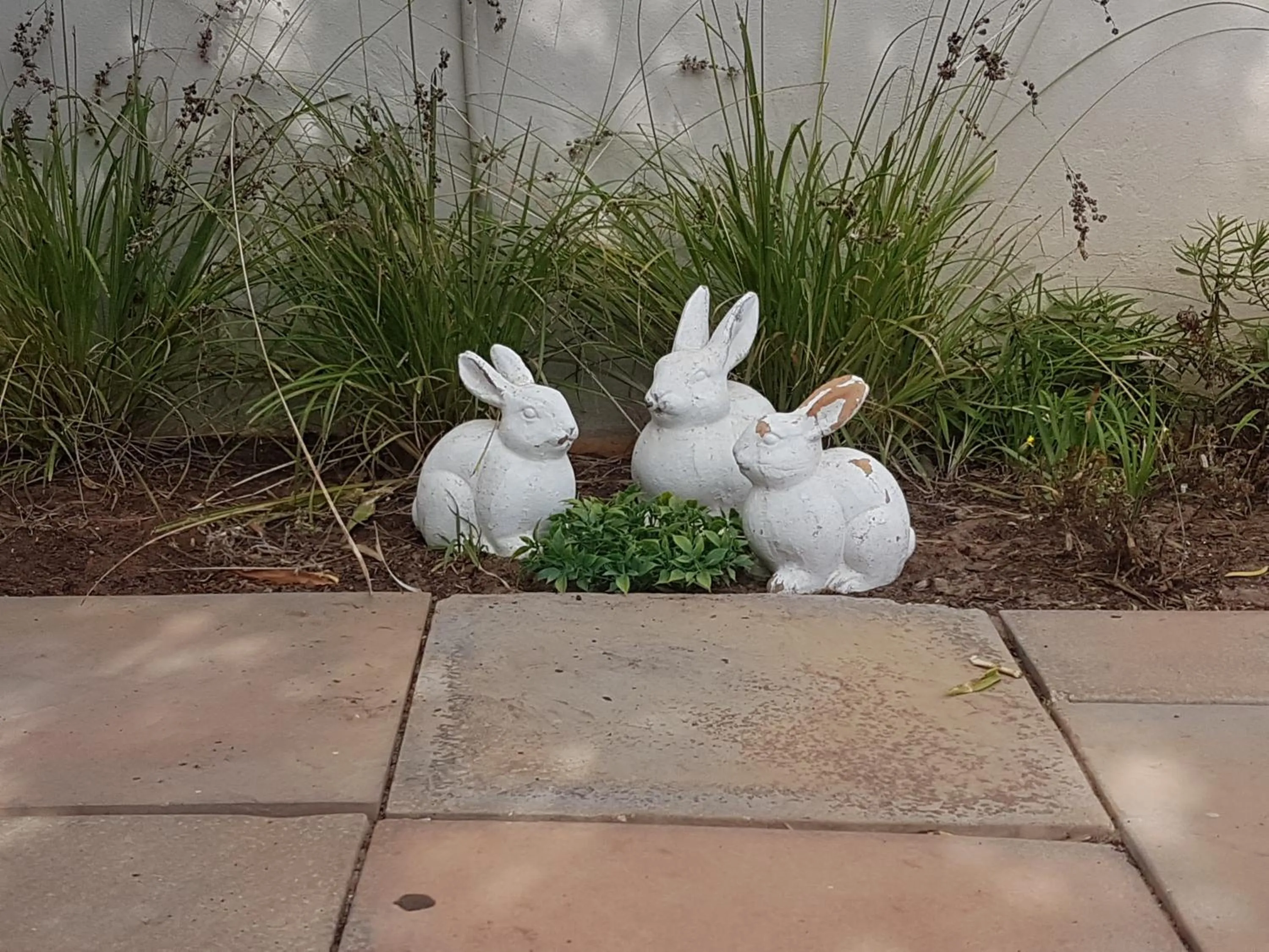 Animals in Urban Manor