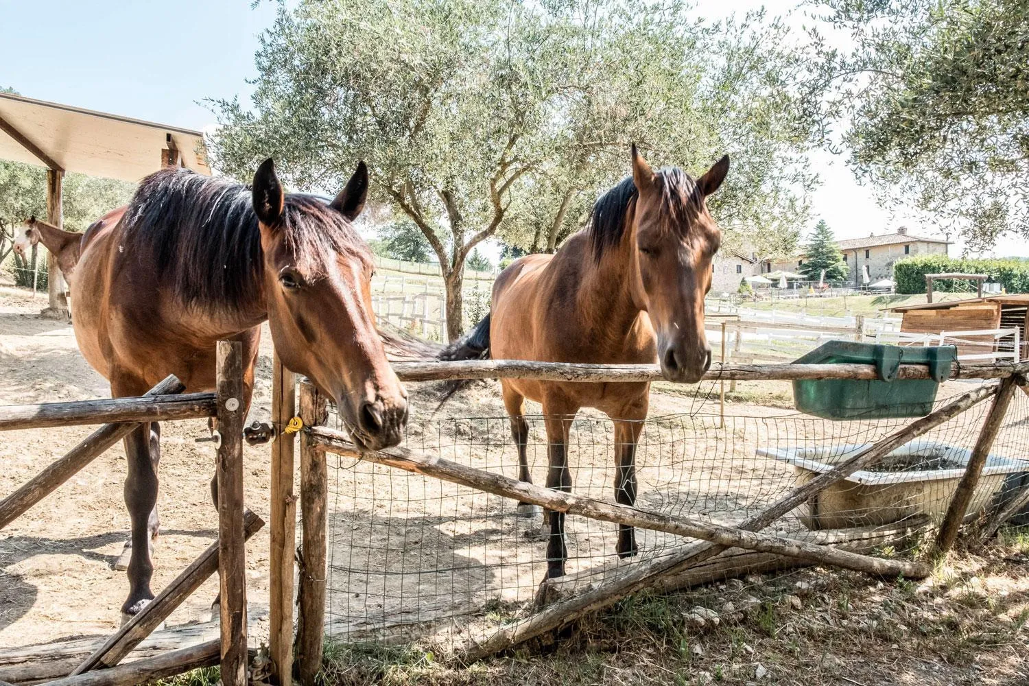 Horse-riding in Agriturismo Goccia di Luna