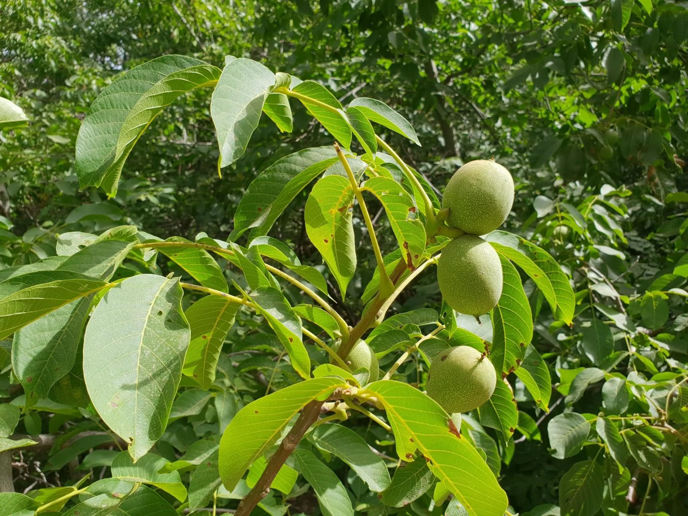 Garden in Dar Assarou - Toubkal National Park Lodge