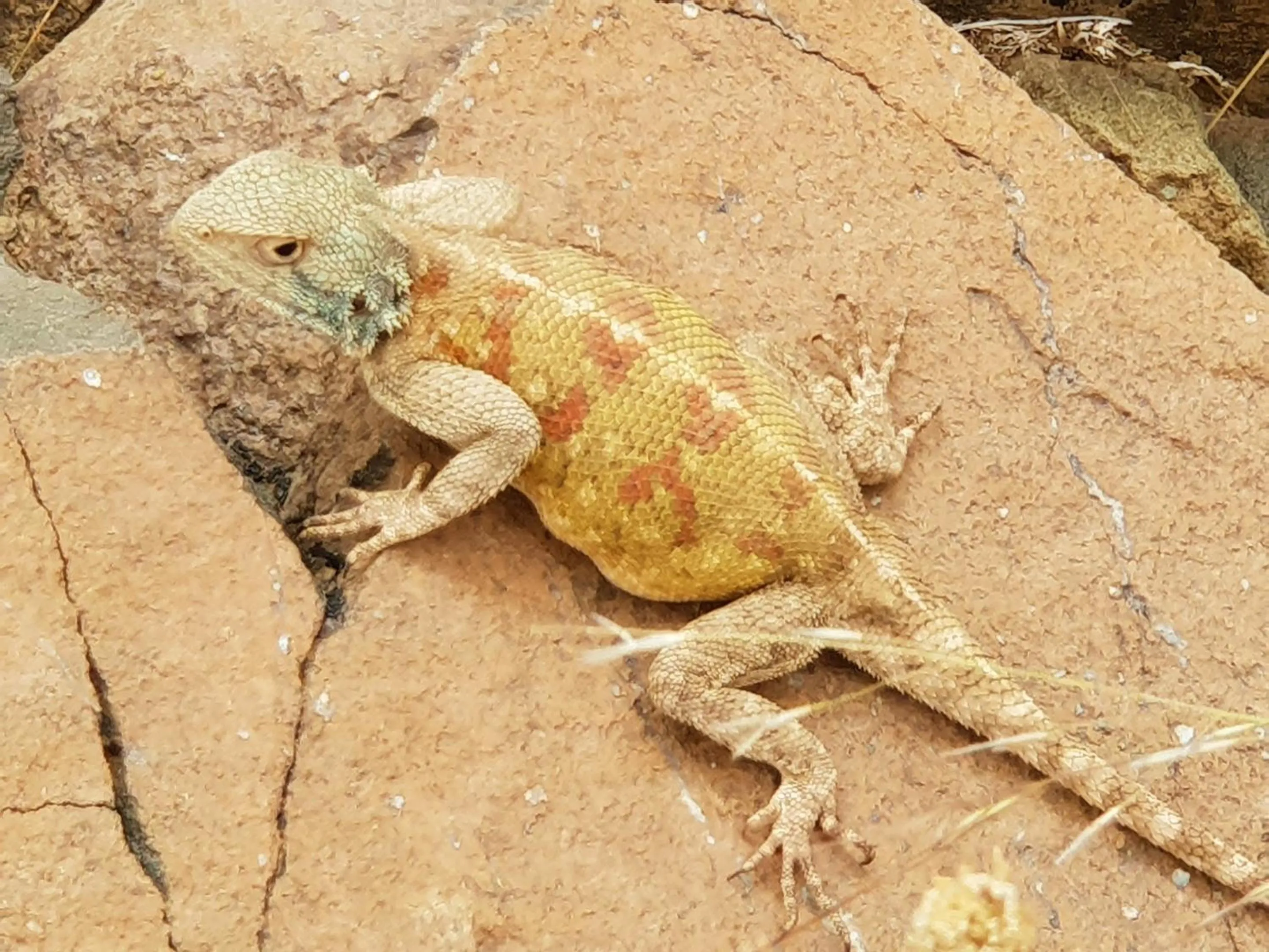 Animals in Dar Assarou - Toubkal National Park Lodge