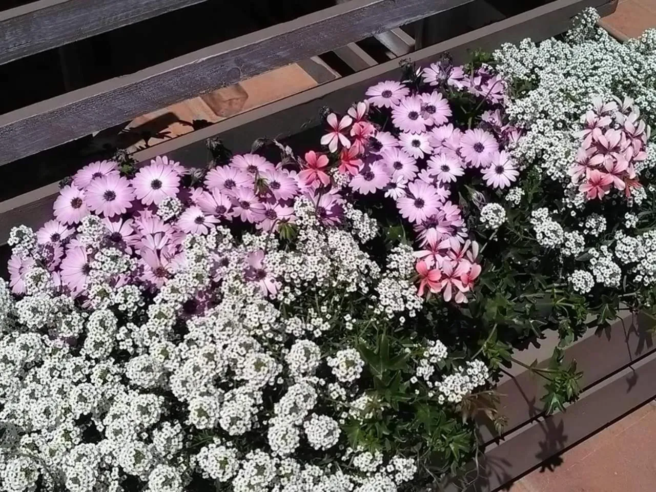 Garden in Andrea Case Vacanze L'Ancora