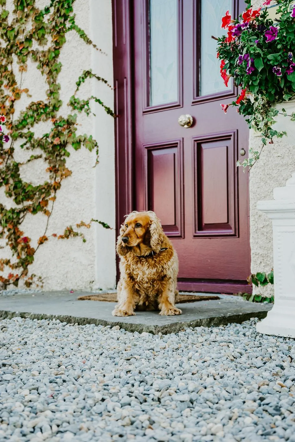 Abbeyview House B&B and Glamping