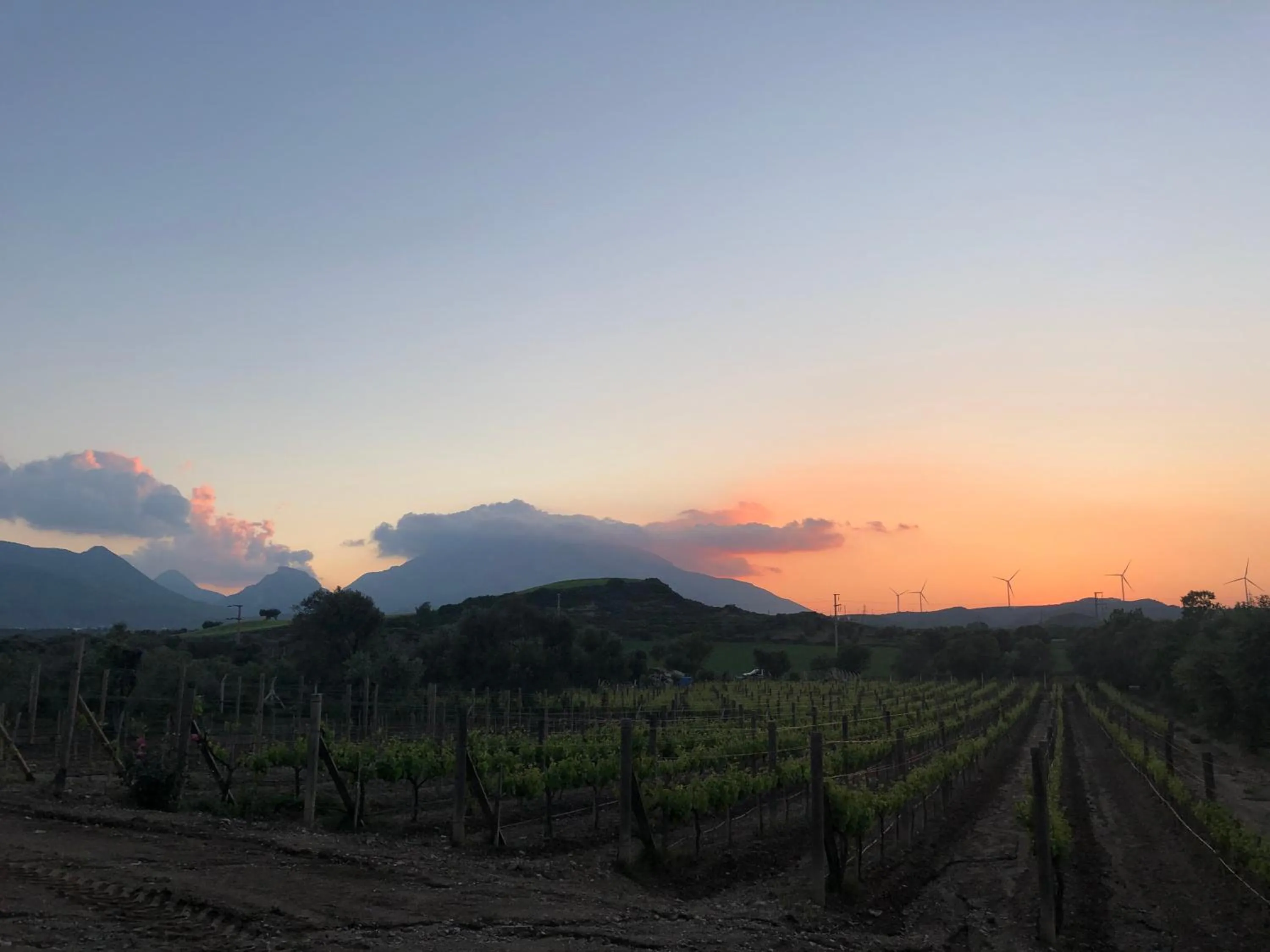 Area and facilities in Datça Vineyard Guesthouse - Over 14 years old only