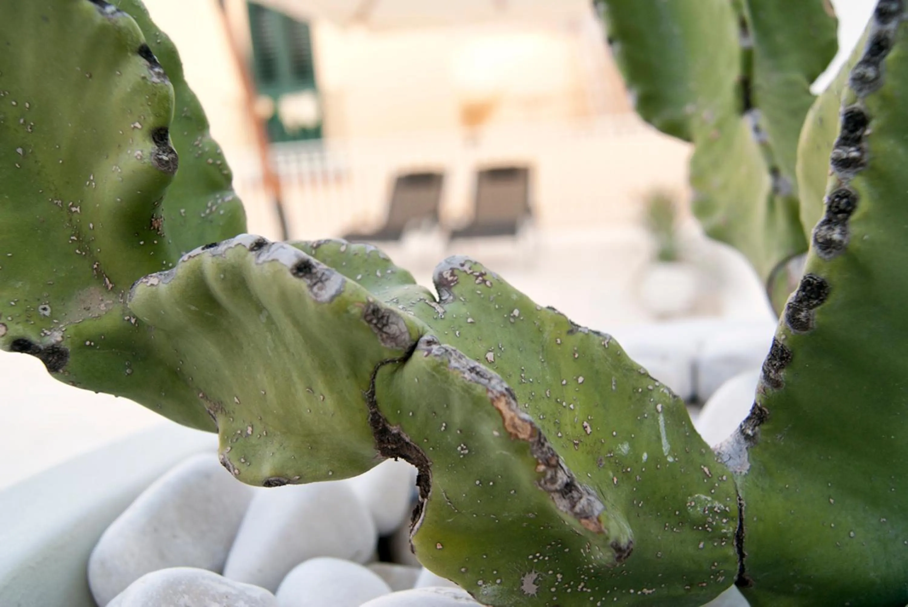 Balcony/Terrace in B & B Sotto la Volta