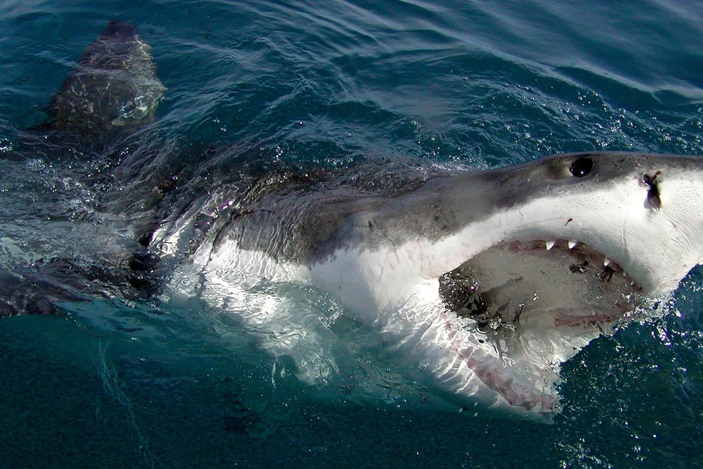Animals in Mosaic Lagoon Lodge