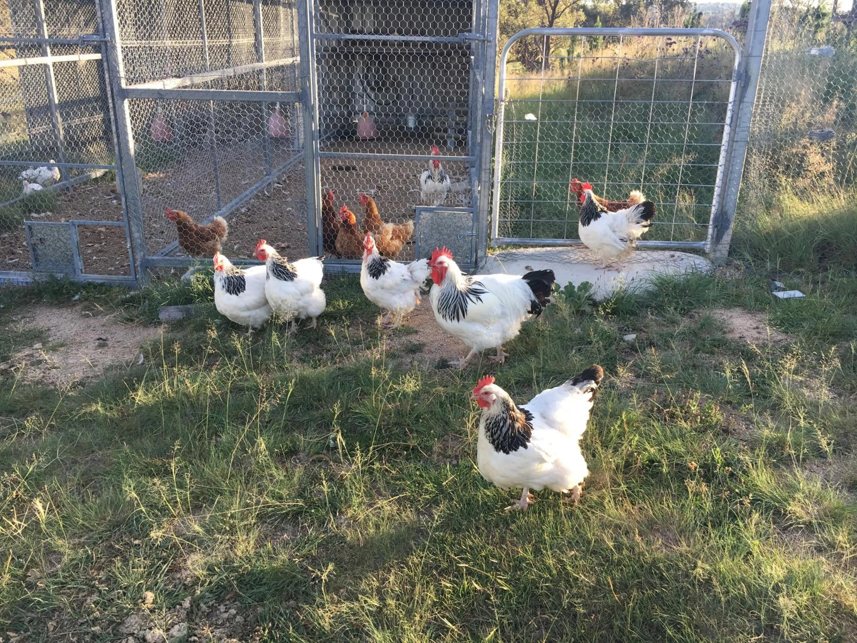 Animals in Donegal Farmstay