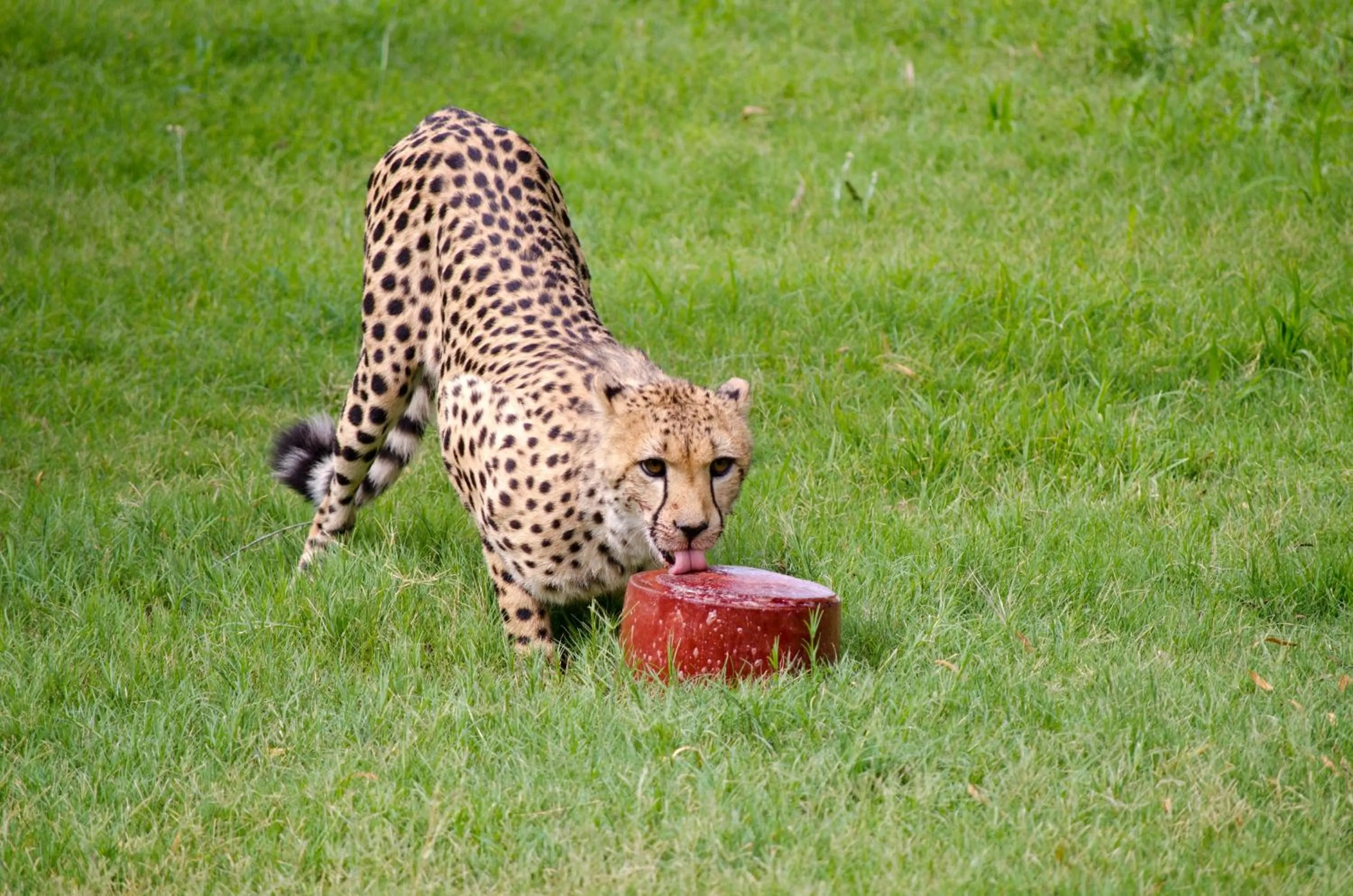 Nearby landmark in Holiday Inn Express & Suites - Phoenix - Airport North by IHG