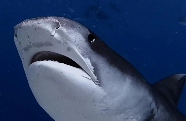 Diving in Isle Royal Inn