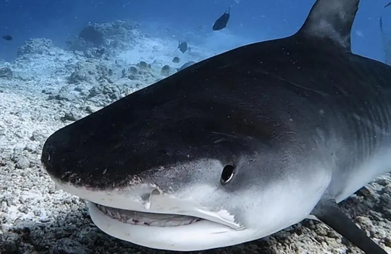 Diving in Isle Royal Inn