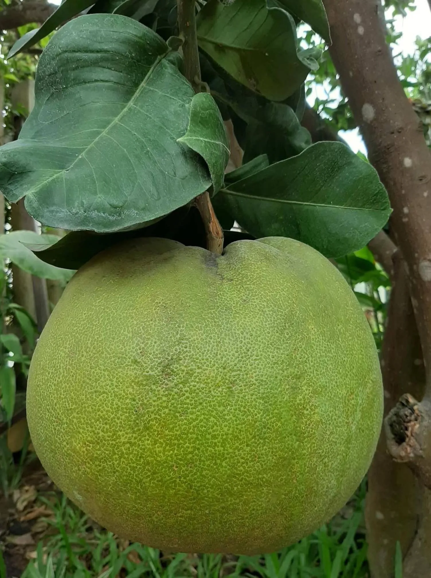 Green Grapefruit Villa