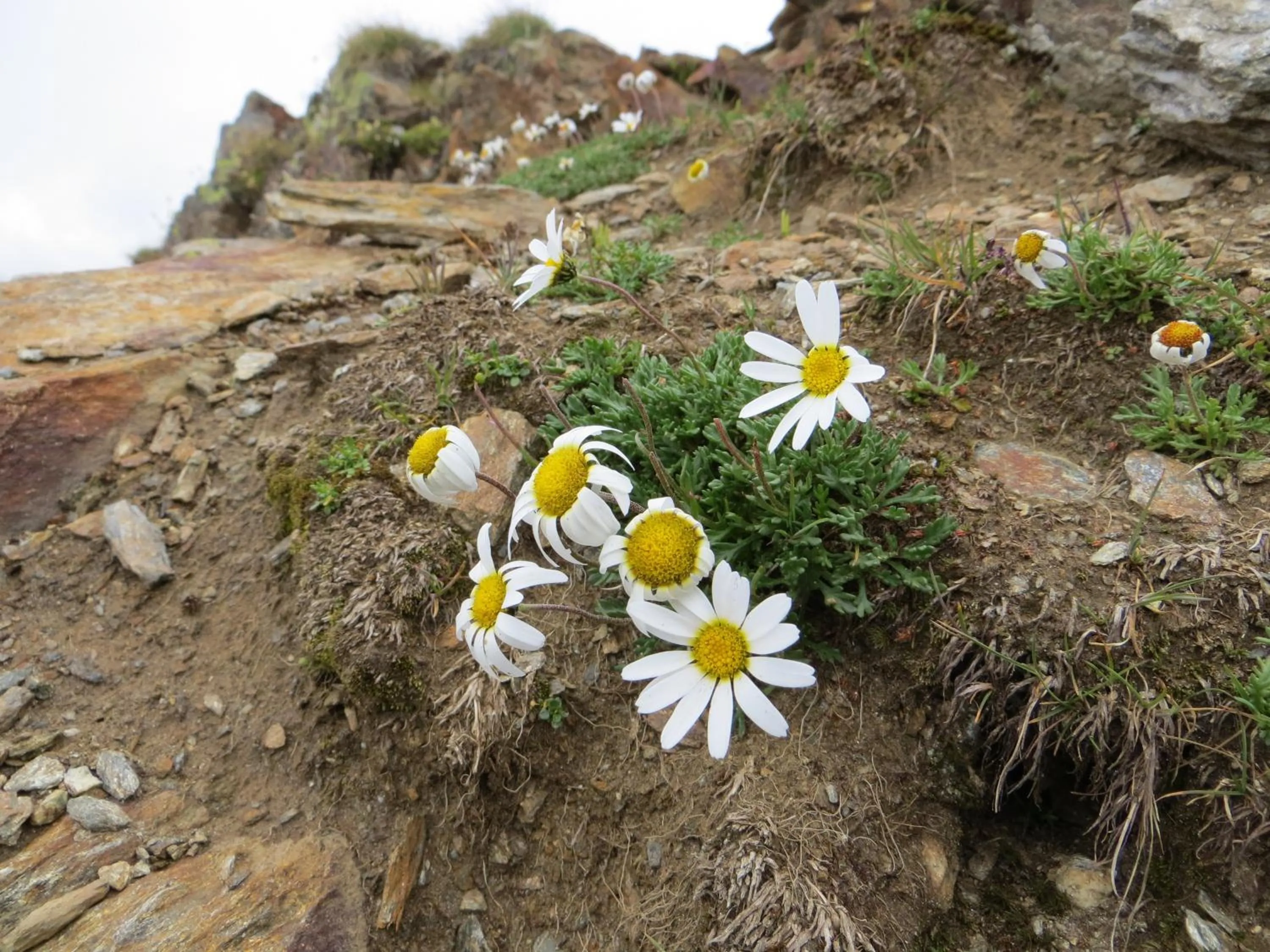 Area and facilities in Hotel Jennys Schlössl