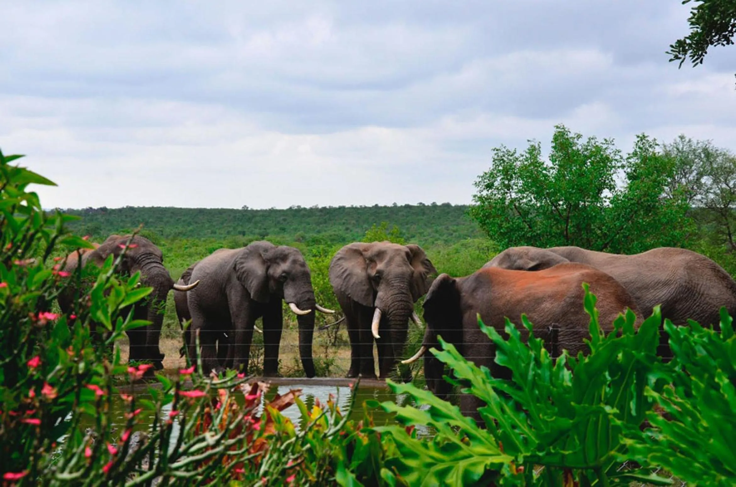 Animals in Tingala Lodge - Bed in the Bush