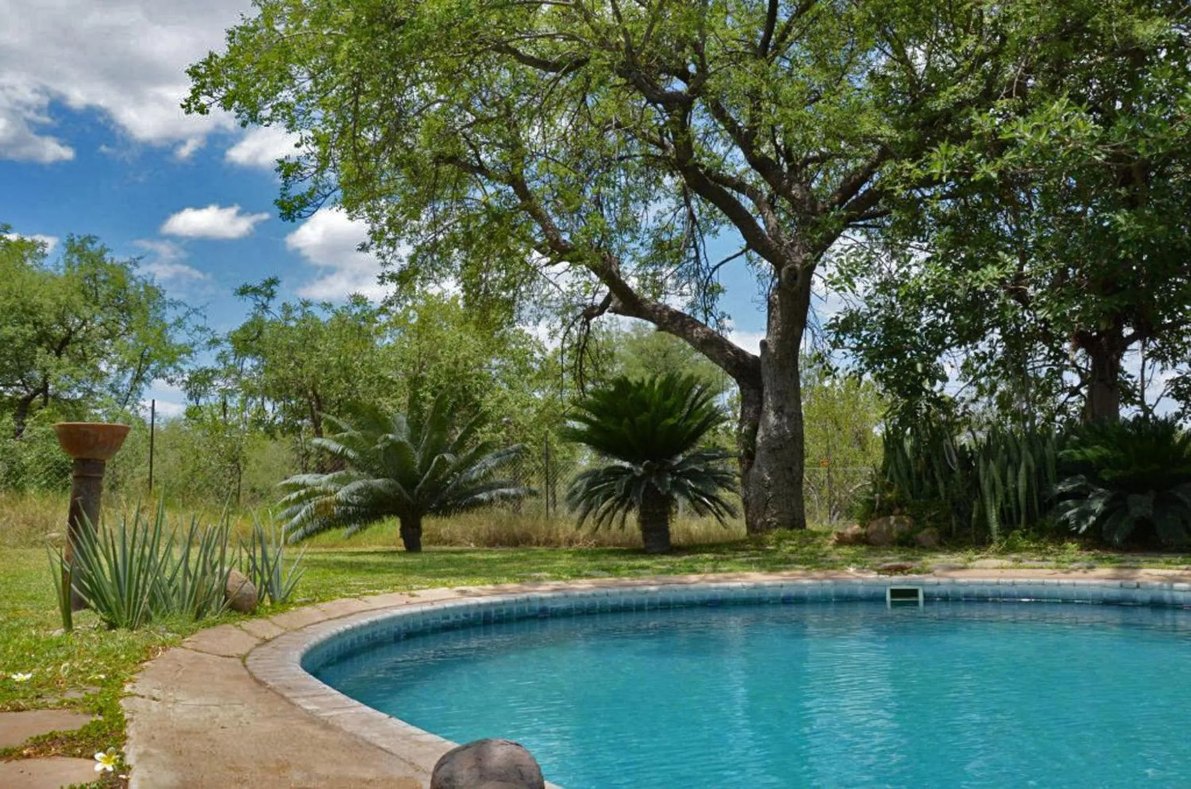 Swimming pool in Tingala Lodge - Bed in the Bush