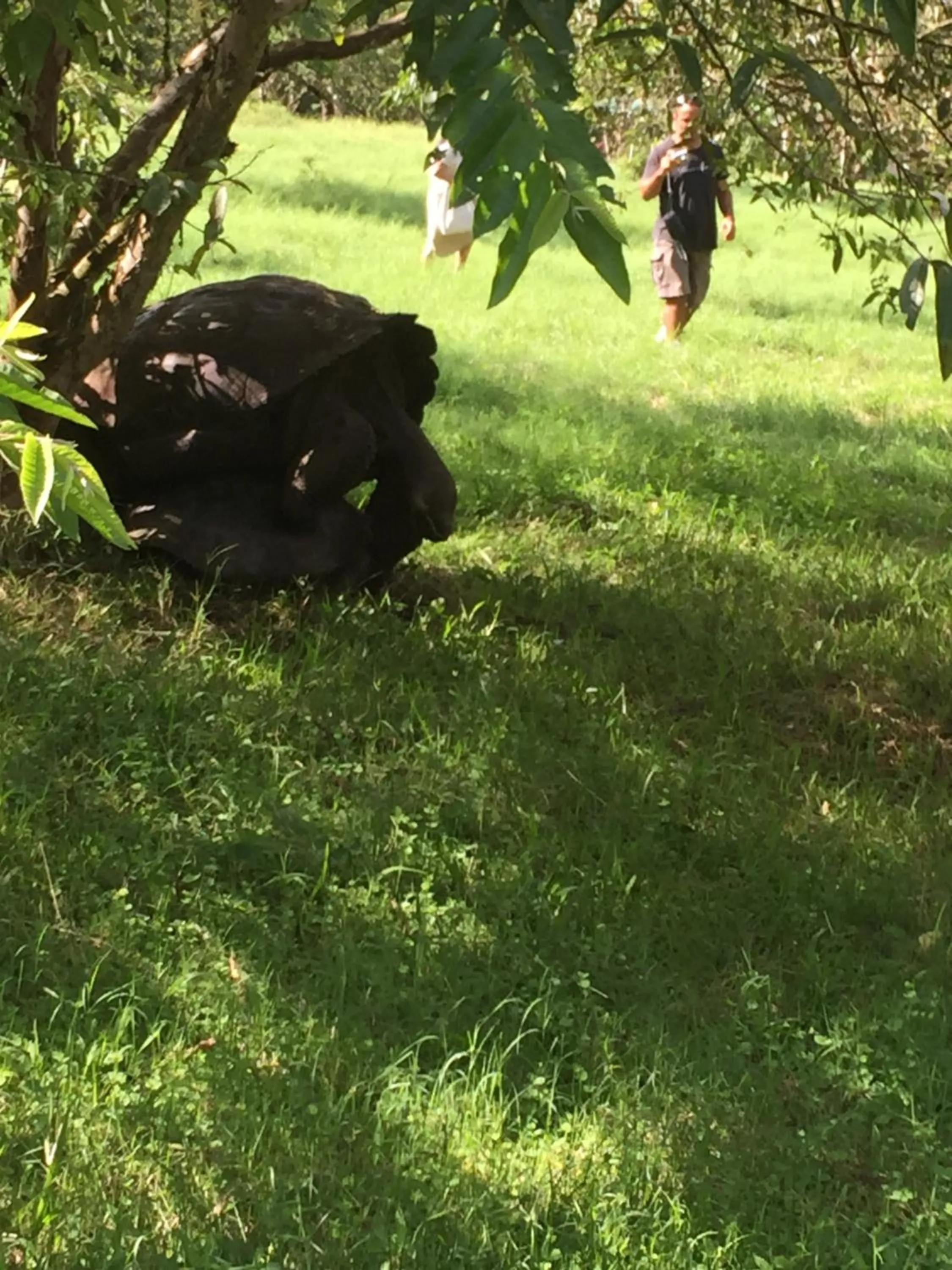 Galapagos Verde Azul