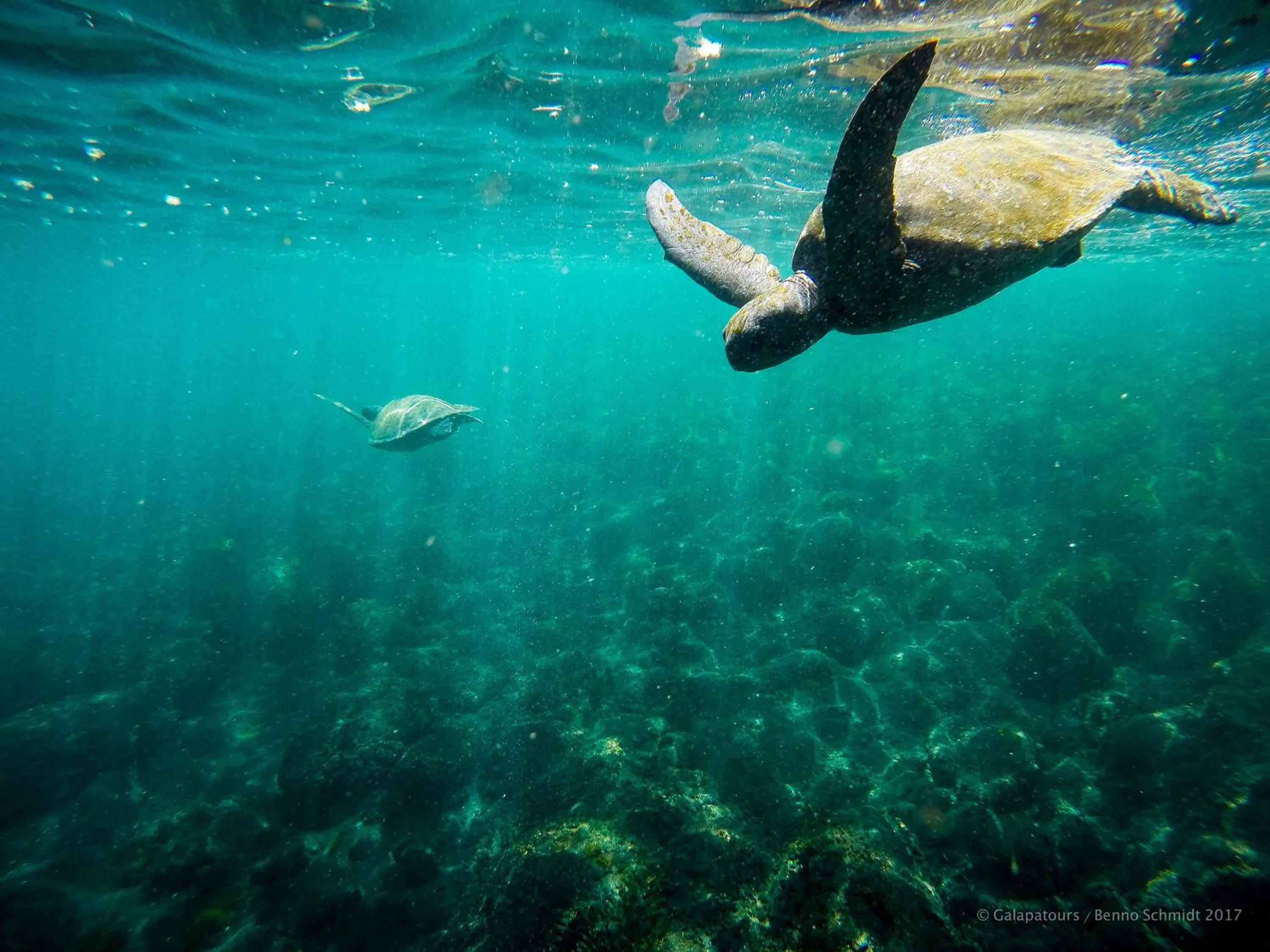 Animals in Galapagos Verde Azul