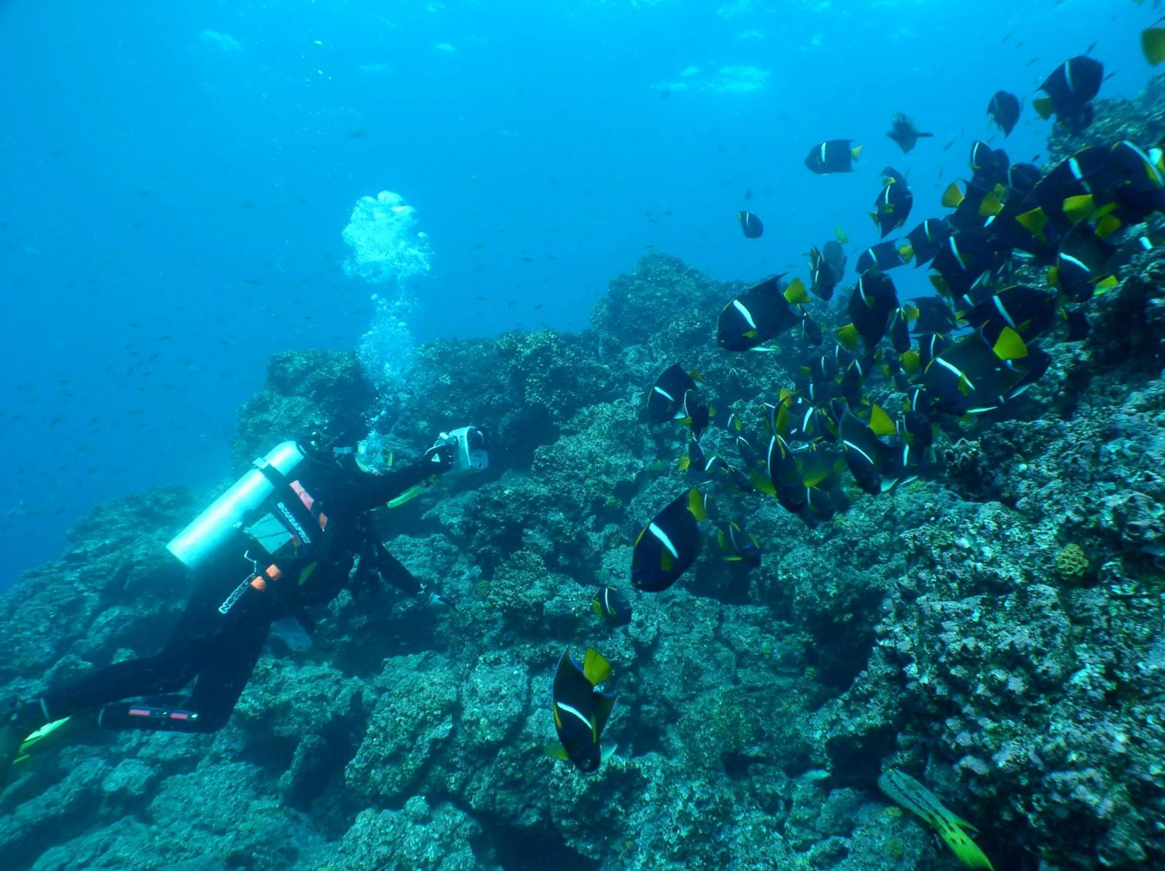 Diving in Galapagos Verde Azul