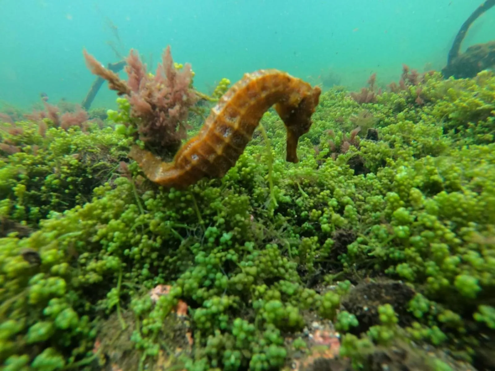 Diving in Galapagos Verde Azul