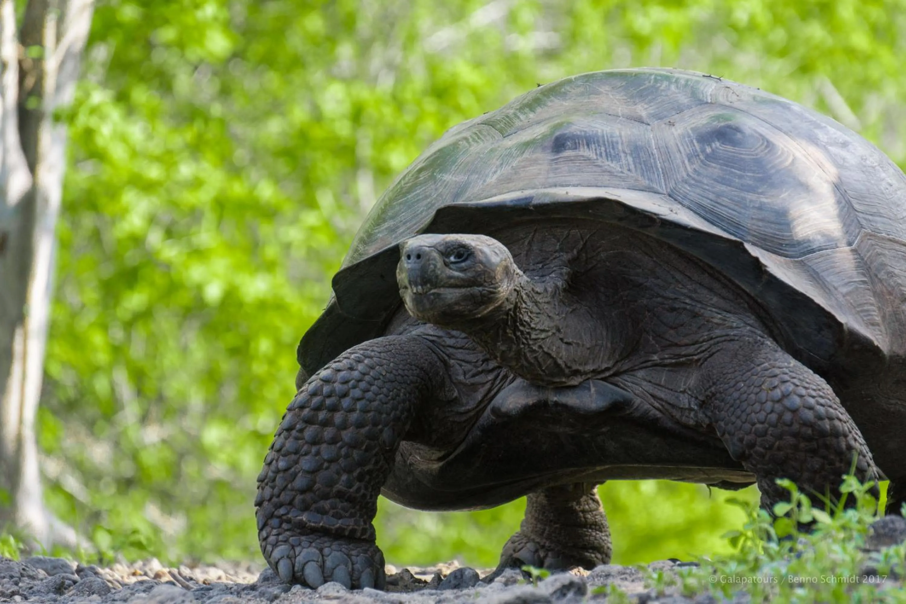 Animals in Galapagos Verde Azul