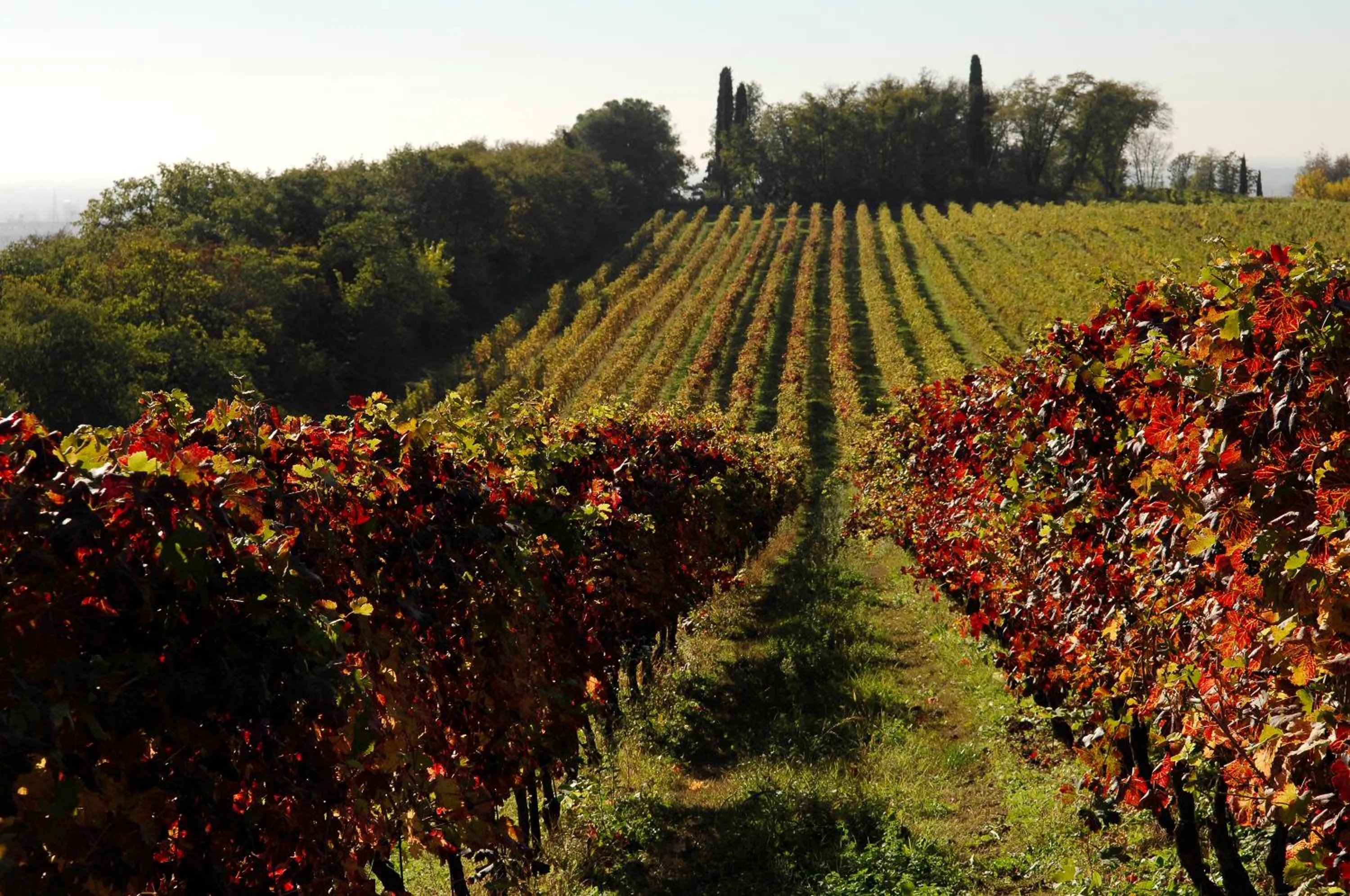 Day in Musella Winery & Relais