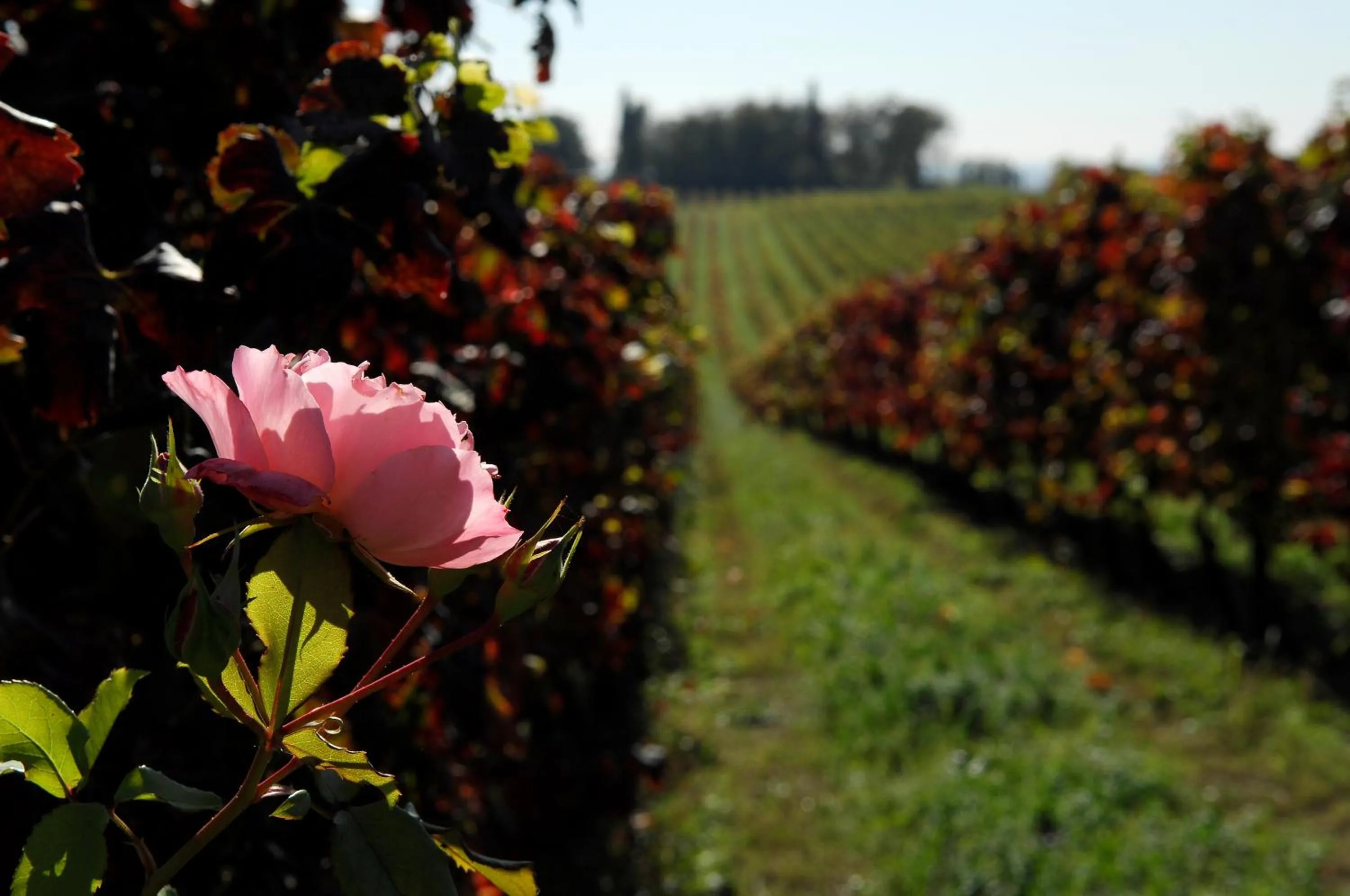 Day in Musella Winery & Relais