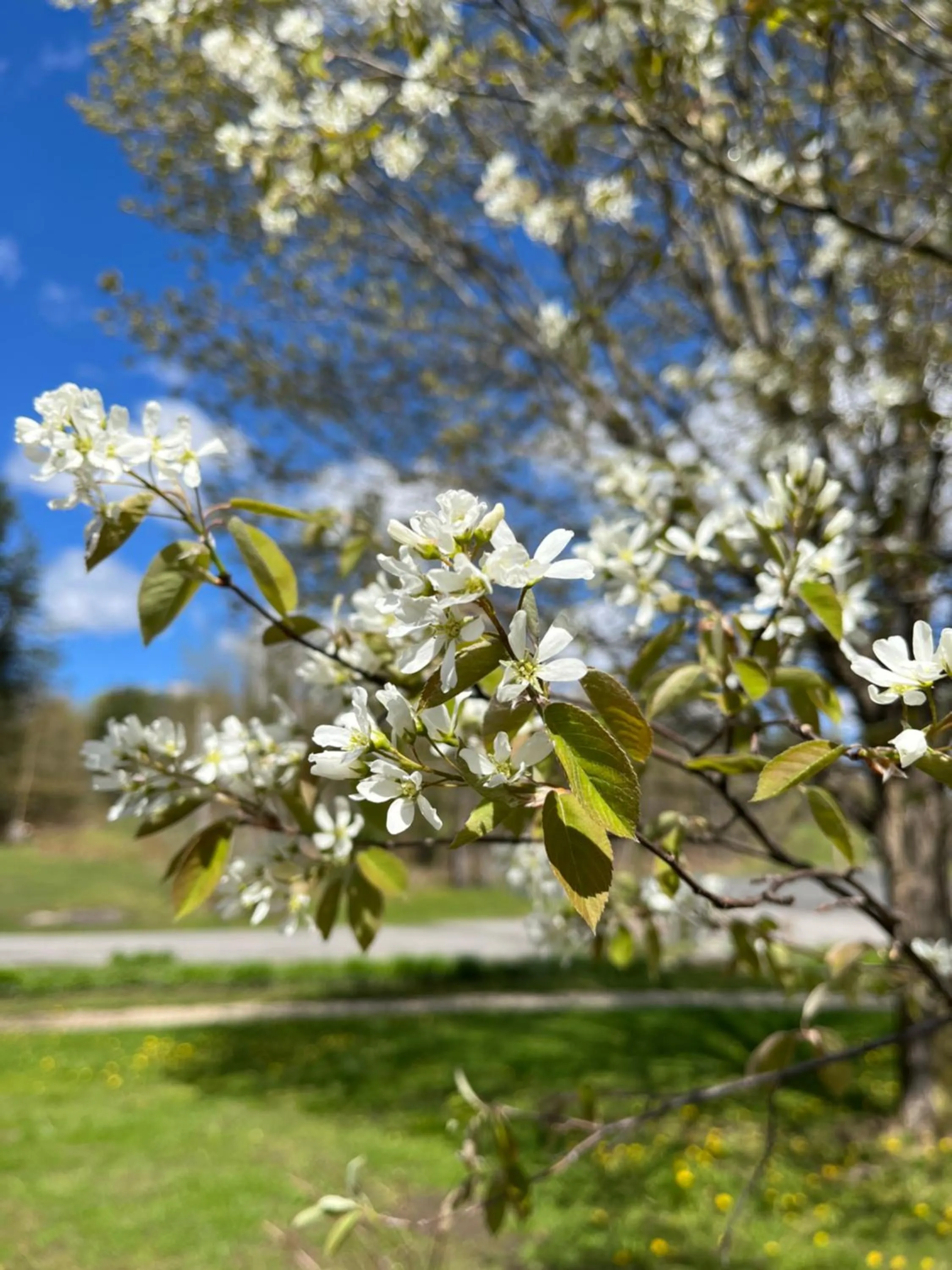 Spring in Jolly Roger Inn & Resort