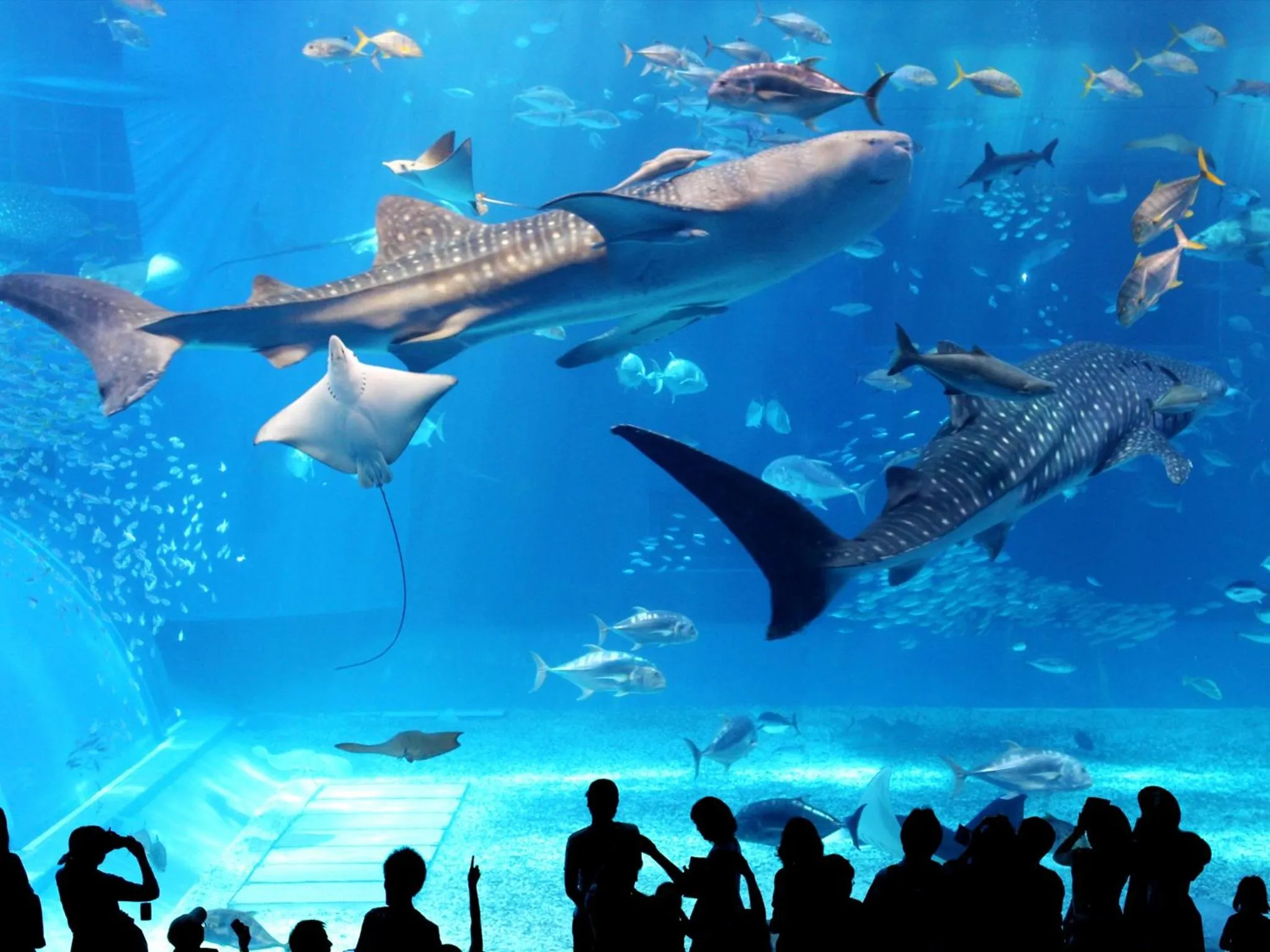 Area and facilities in Condominium NOOSA