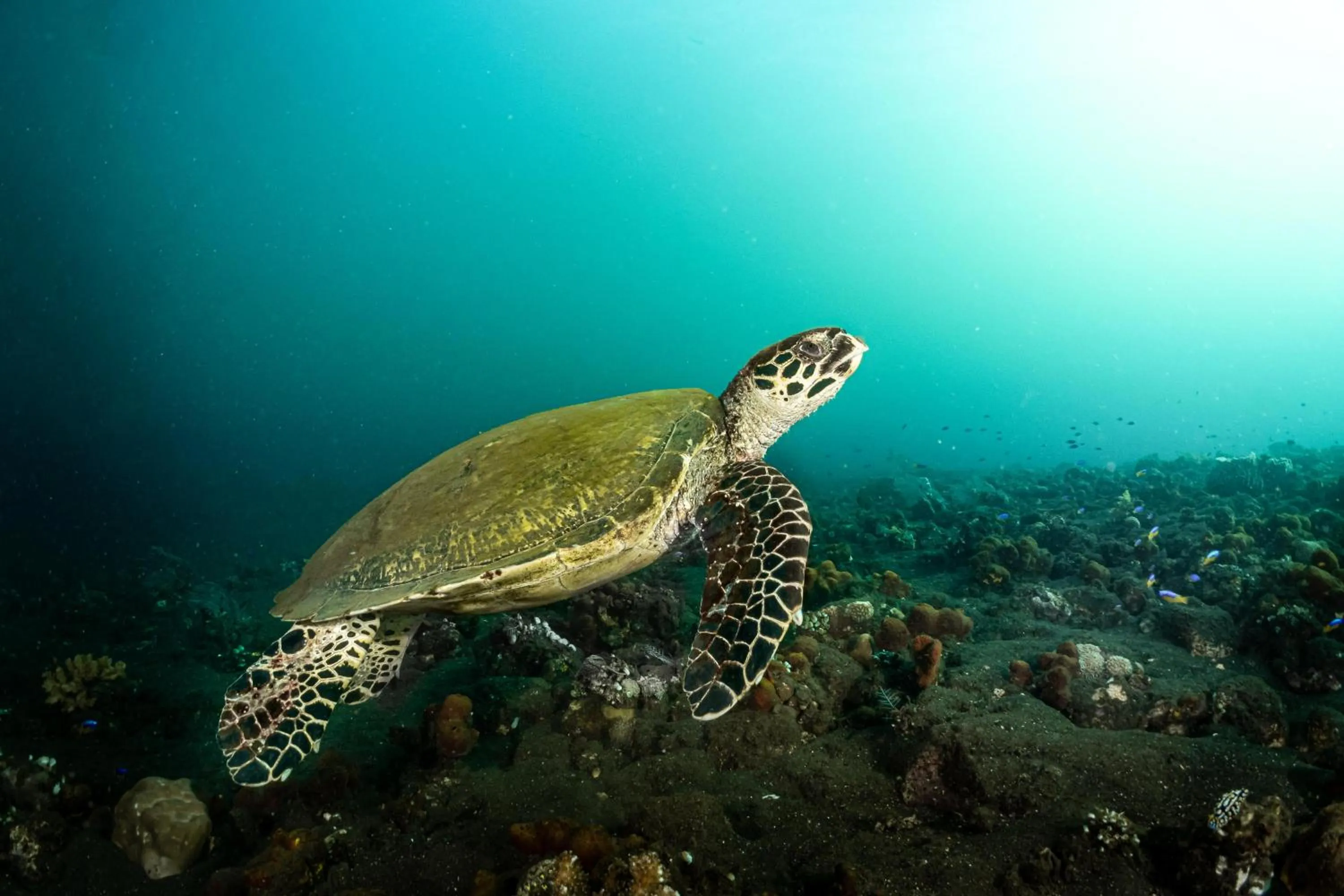 Diving in Tauch Terminal Resort Tulamben & Spa