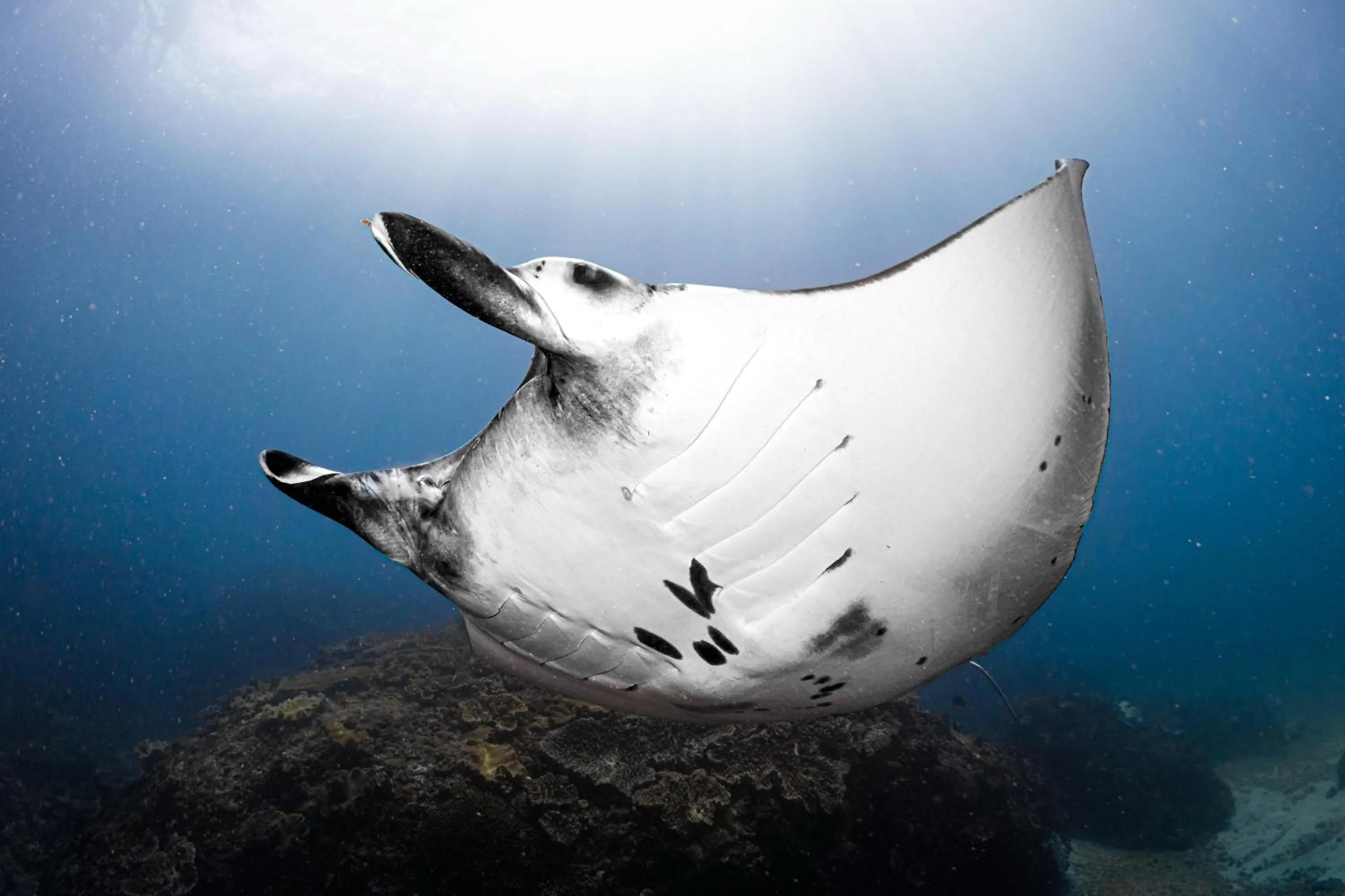 Diving in Tauch Terminal Resort Tulamben & Spa