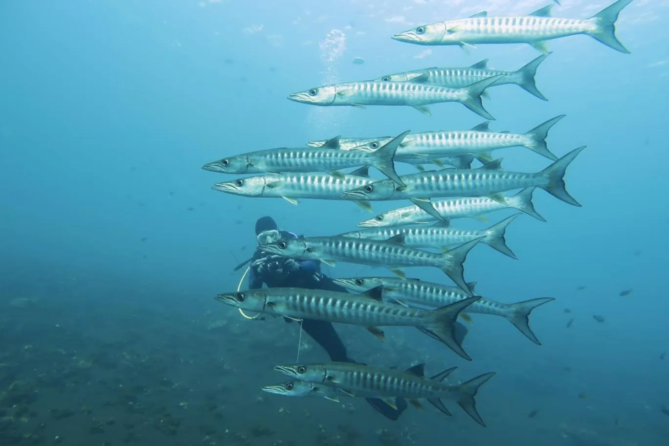 Diving in Tauch Terminal Resort Tulamben & Spa