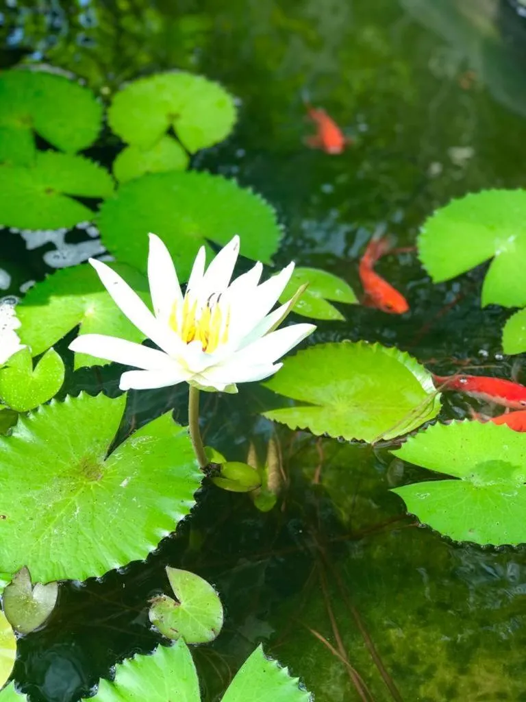 Garden in Tauch Terminal Resort Tulamben & Spa